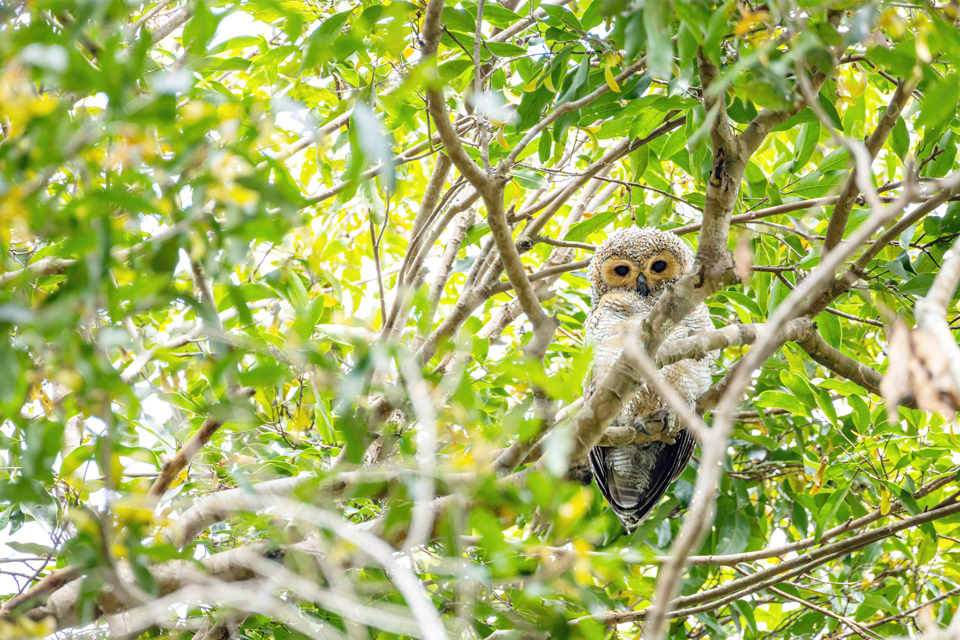 Spotted wood-owl (juvenile)