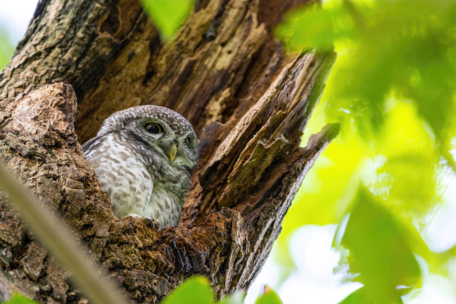 Spotted owlet
