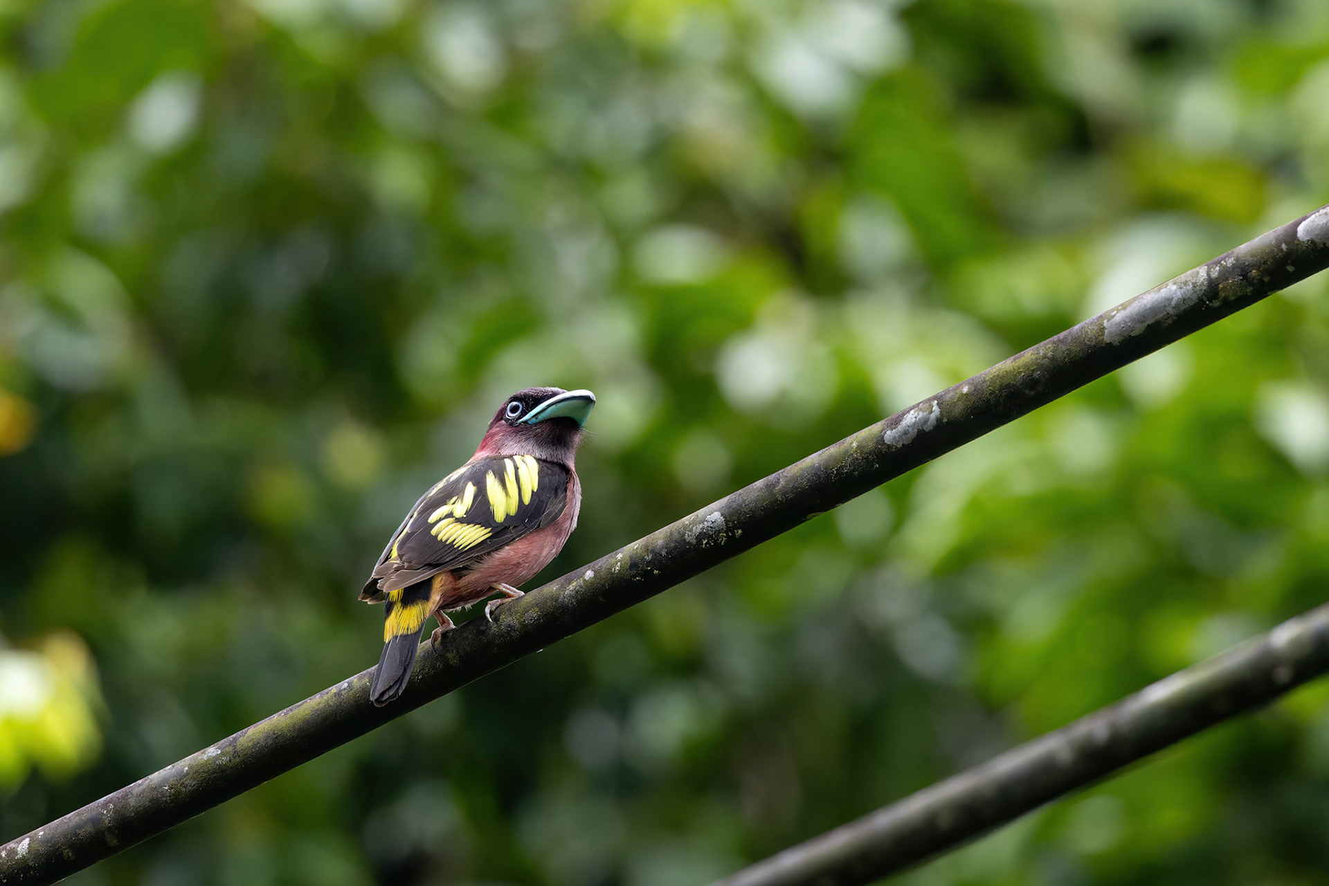 Banded broadbill