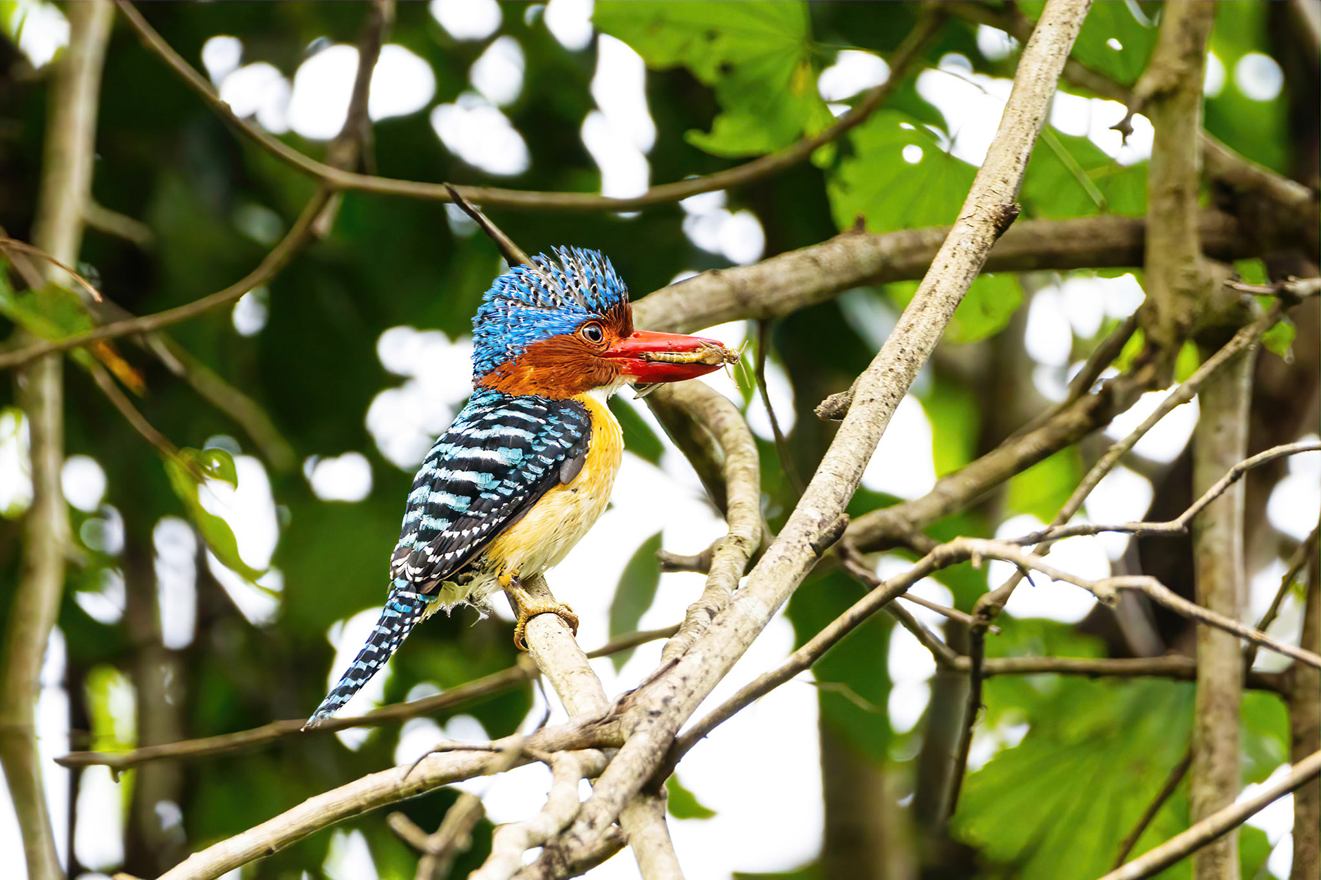 Banded kingfisher (male)