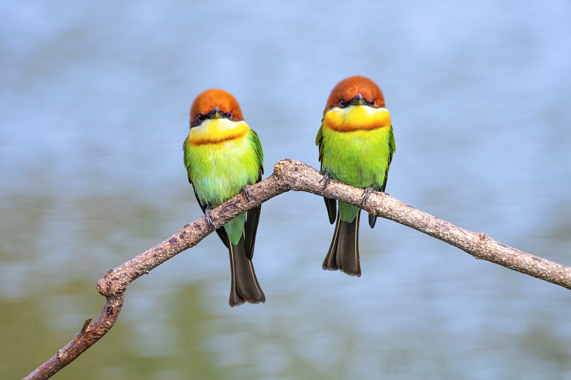 Chestnut headed bee eater