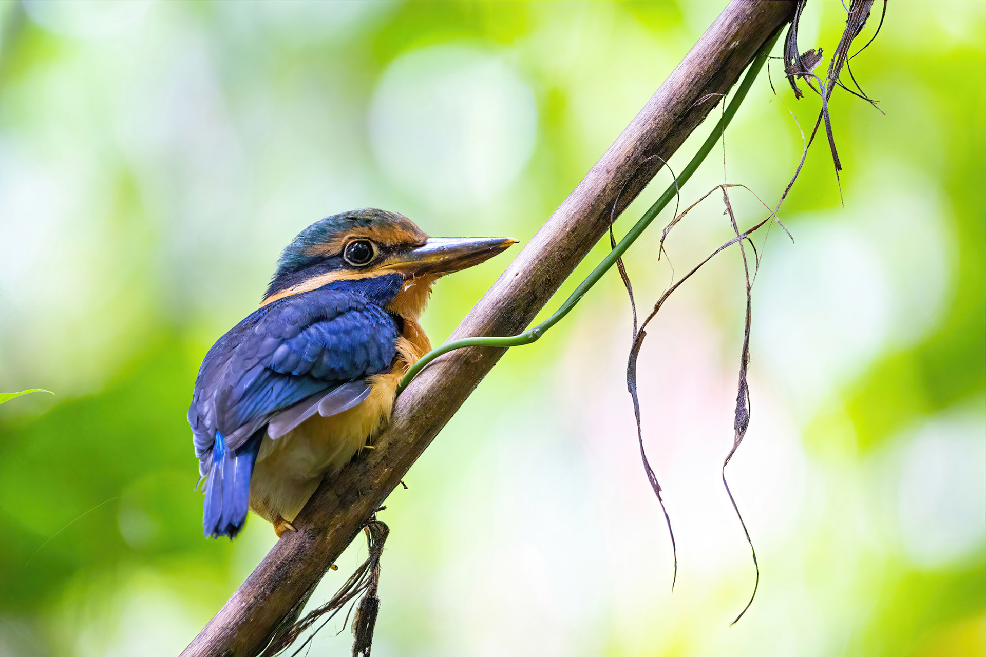 Rufous collared kingfisher (juvenile male)