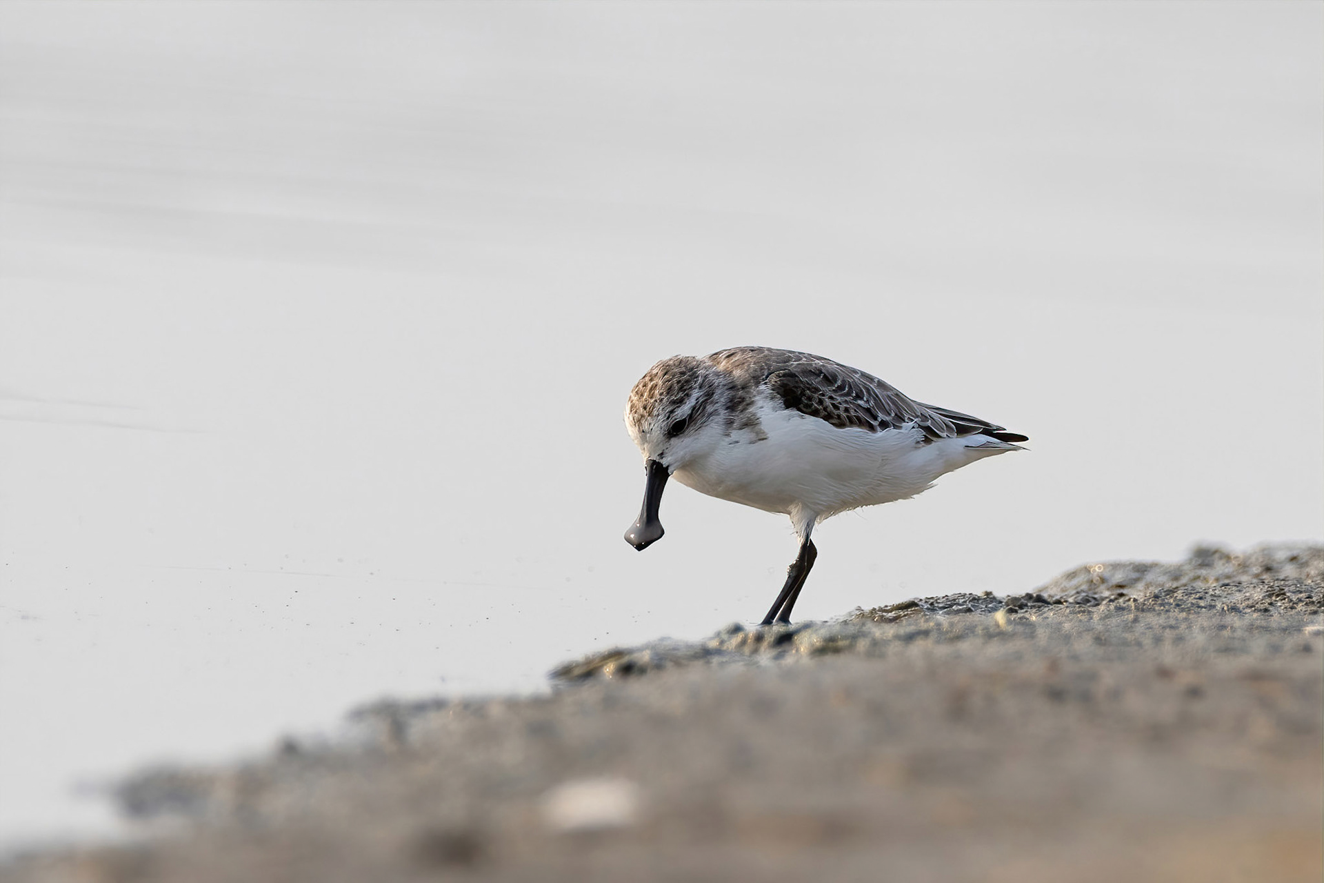 Spoon-bill sandpiper