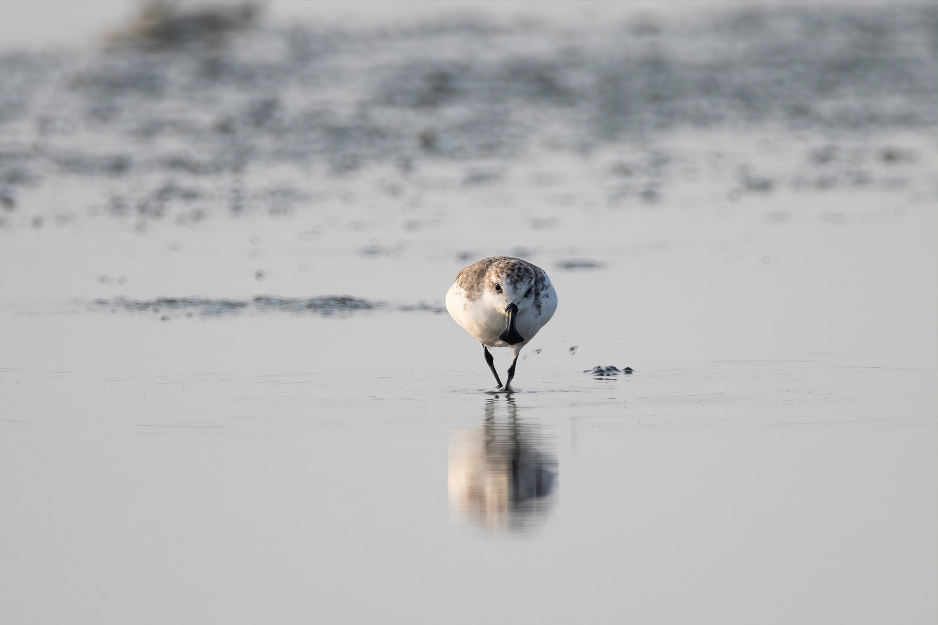 Spoon-bill sandpiper