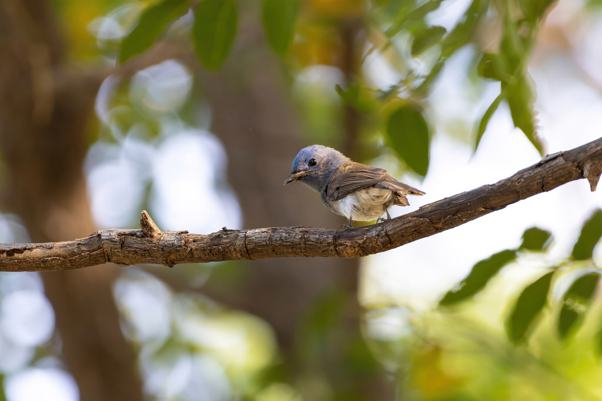 Black-naped monarch (female)