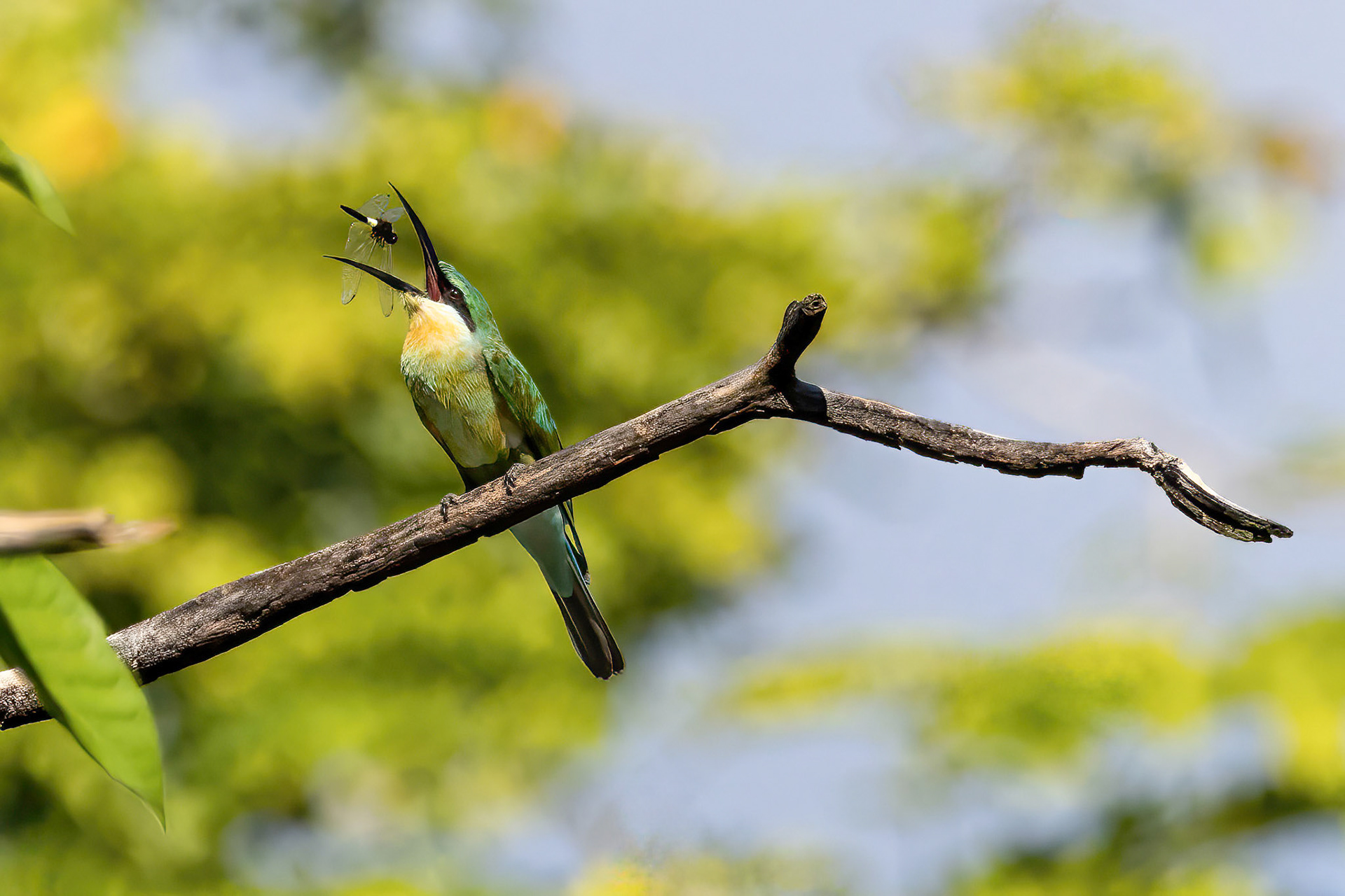 Blue-tailed bee eater