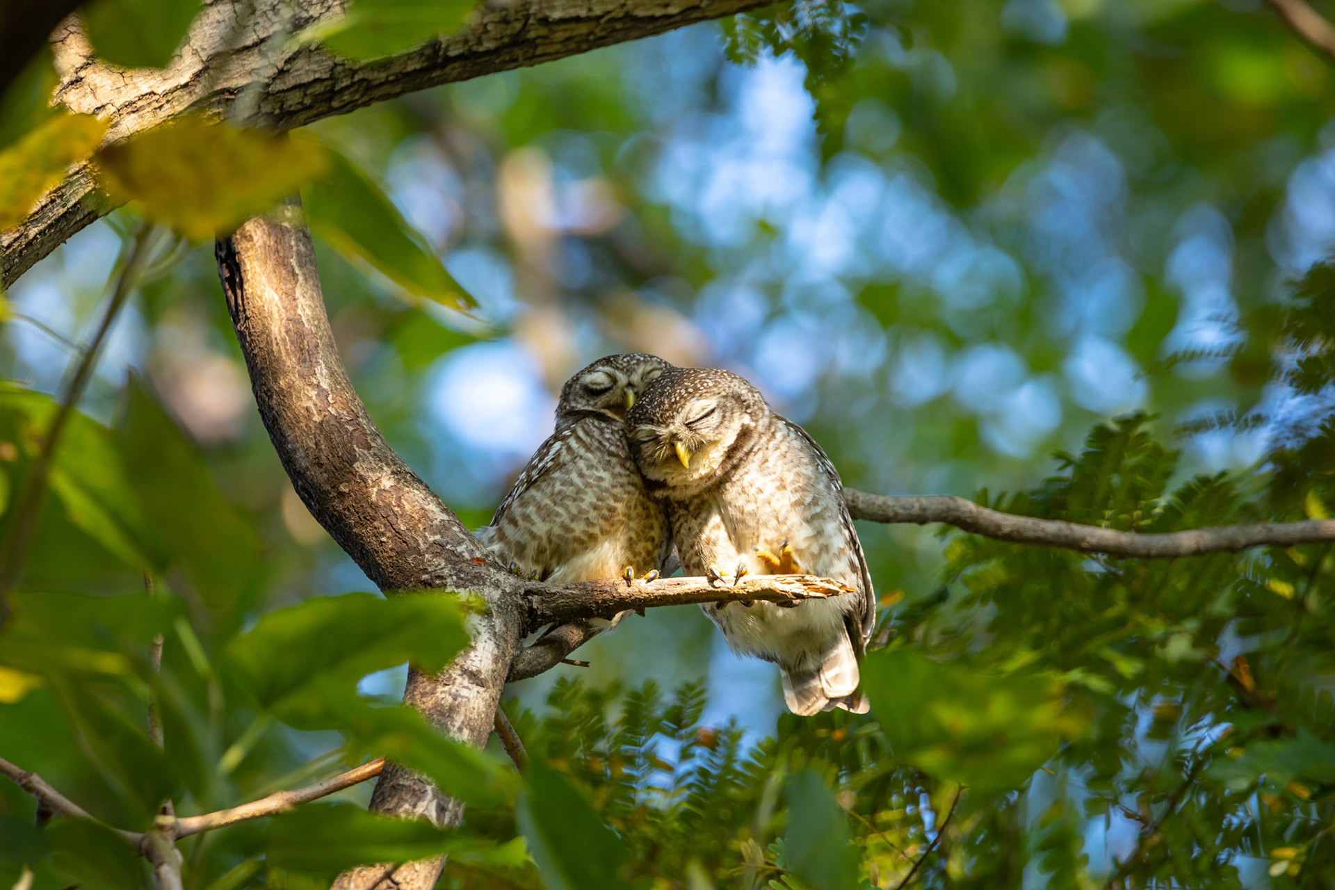 Spotted owlet