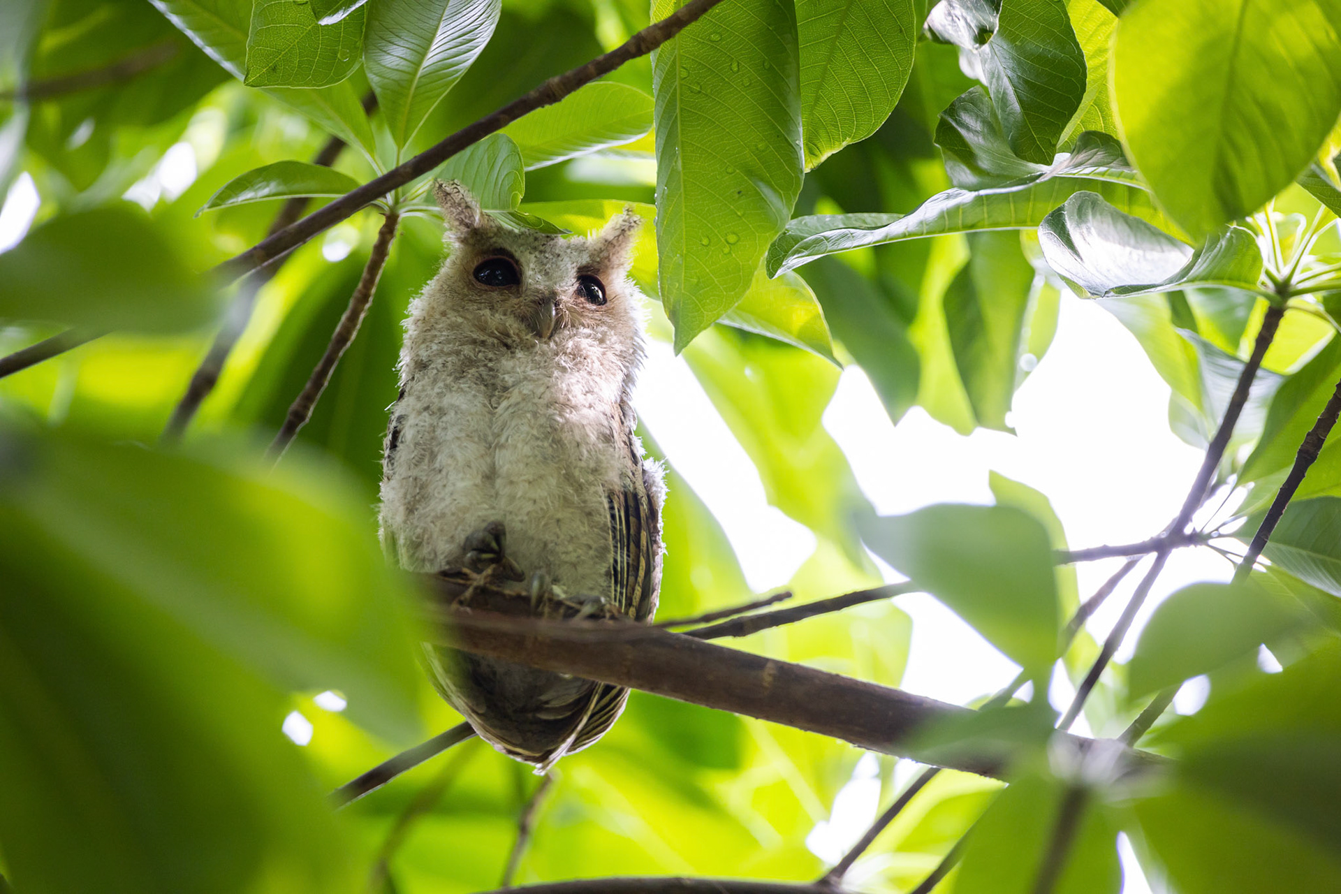 Collared scop owl (juvenile)