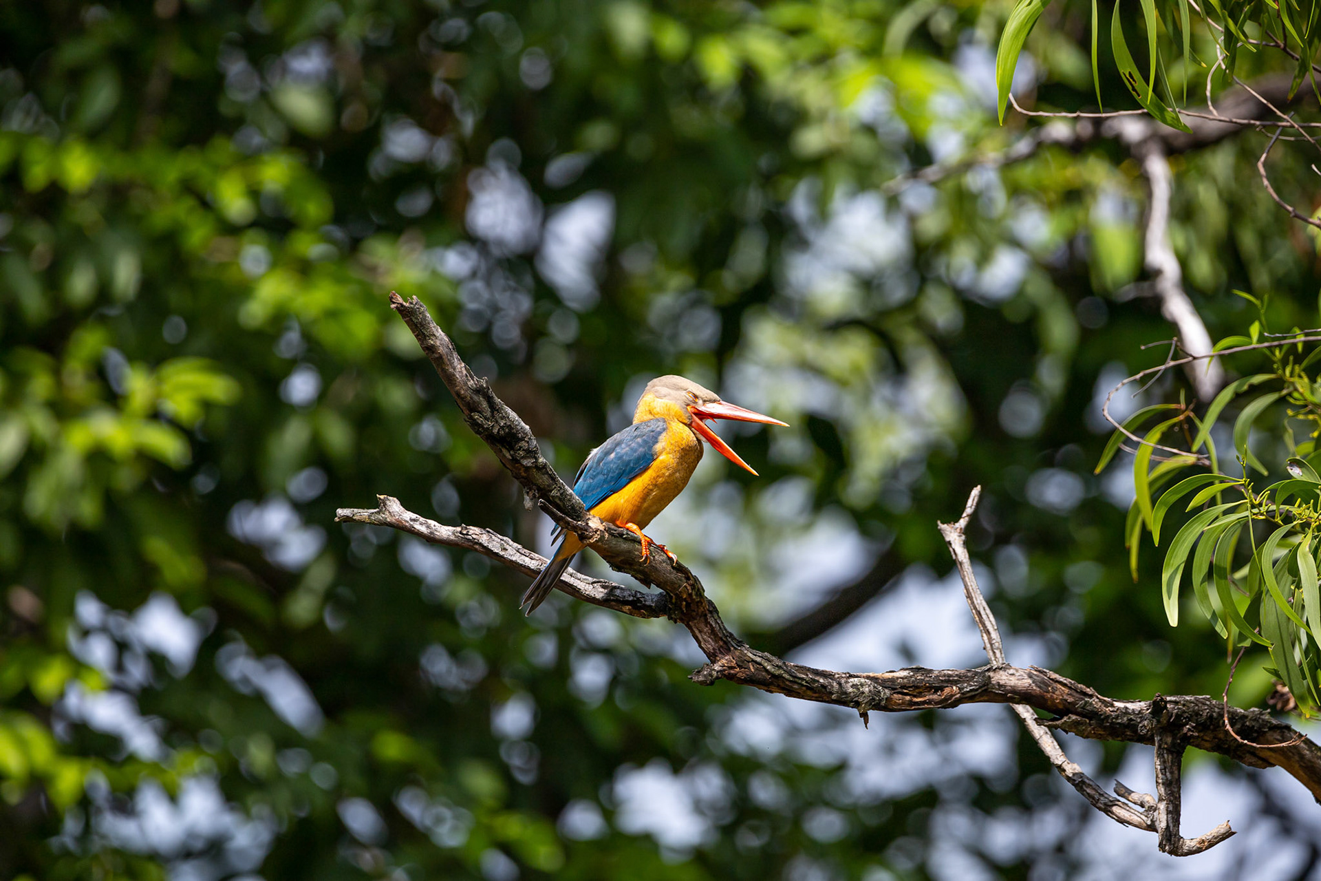Stork-bill kingfisher