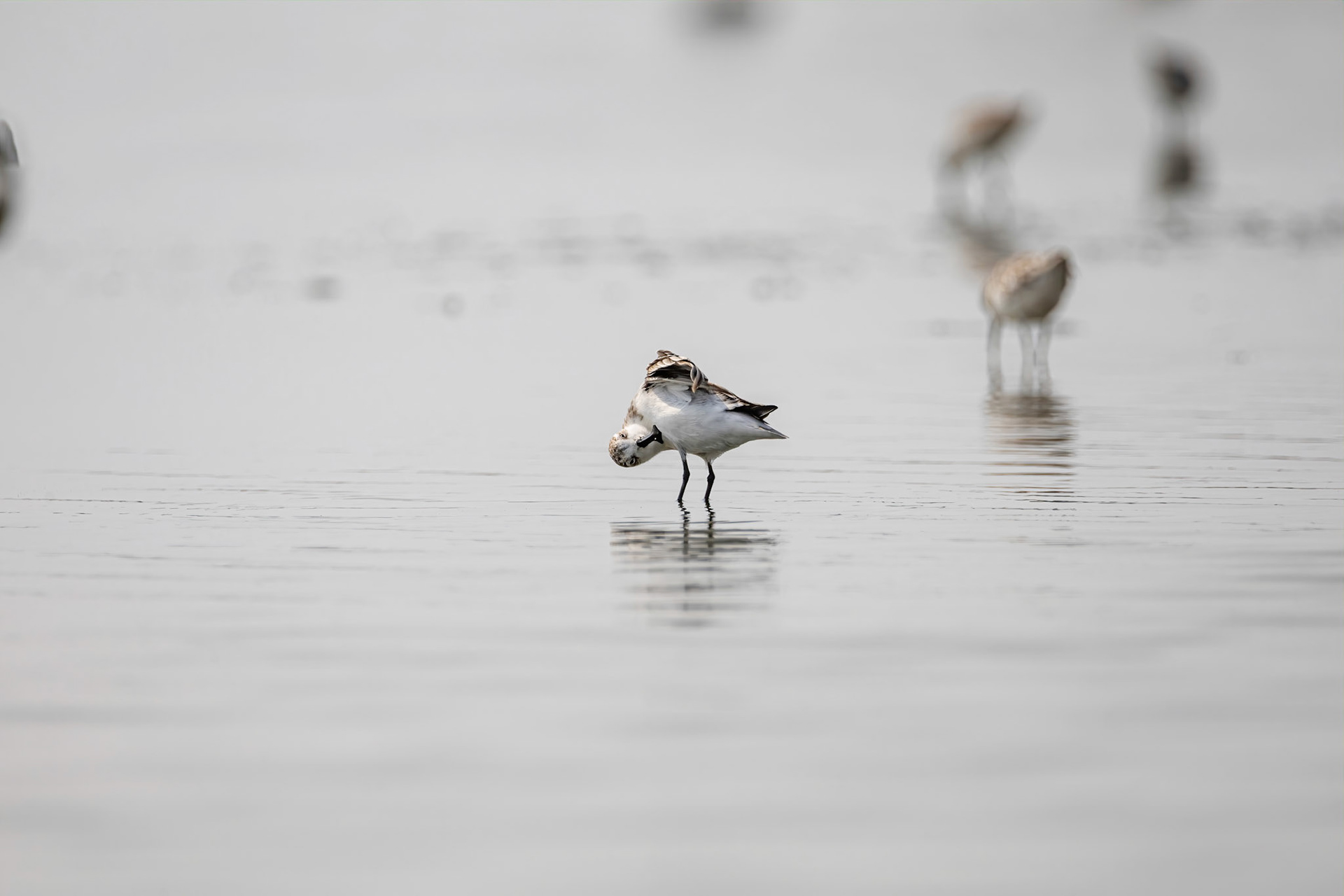 Spoon-bill sandpiper