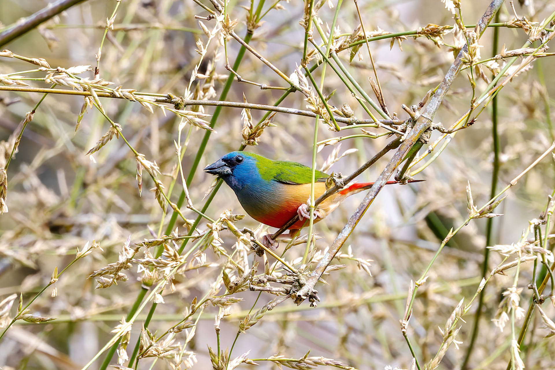 Pinned-tailed parrotfinch