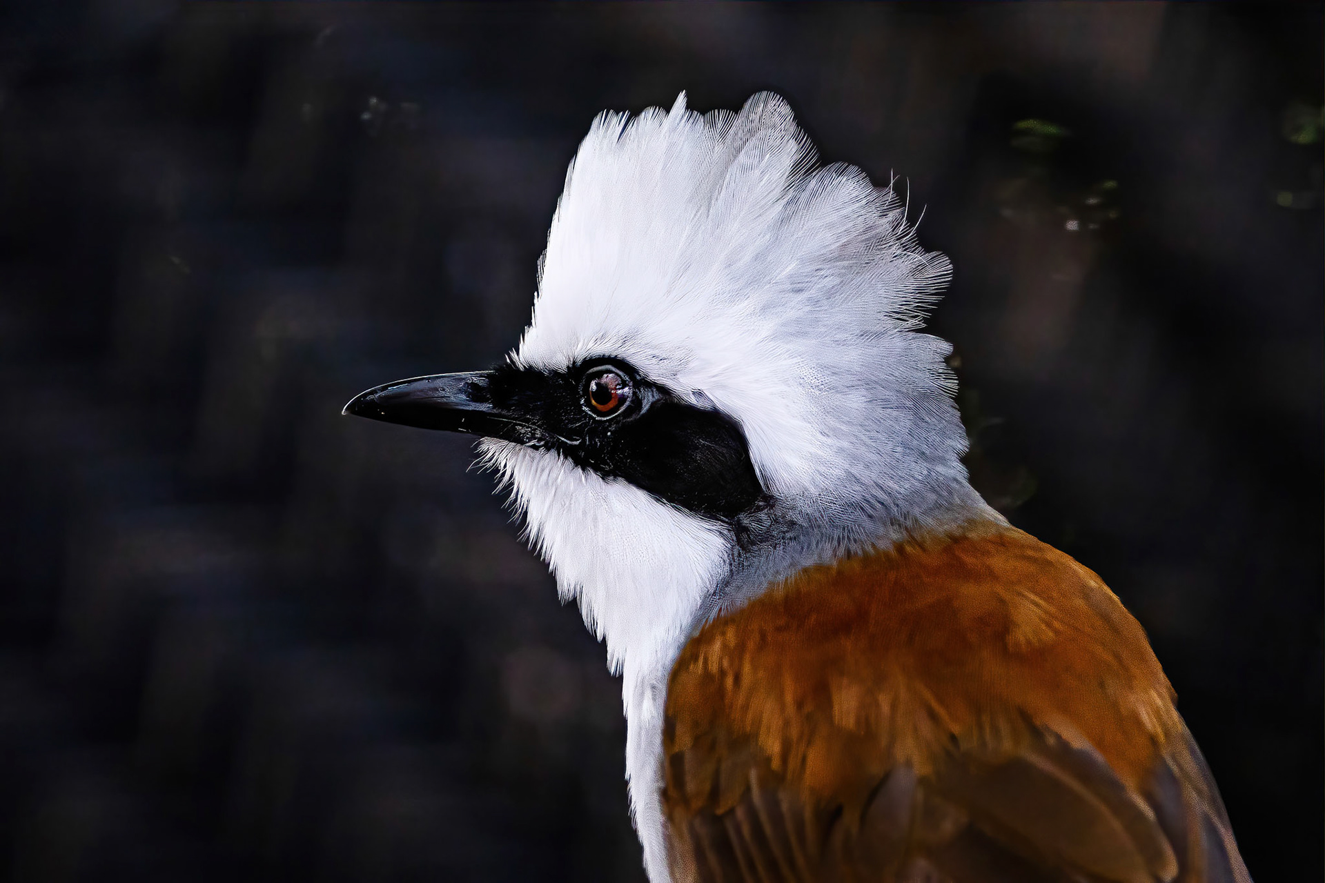 White-crested laughingthrush