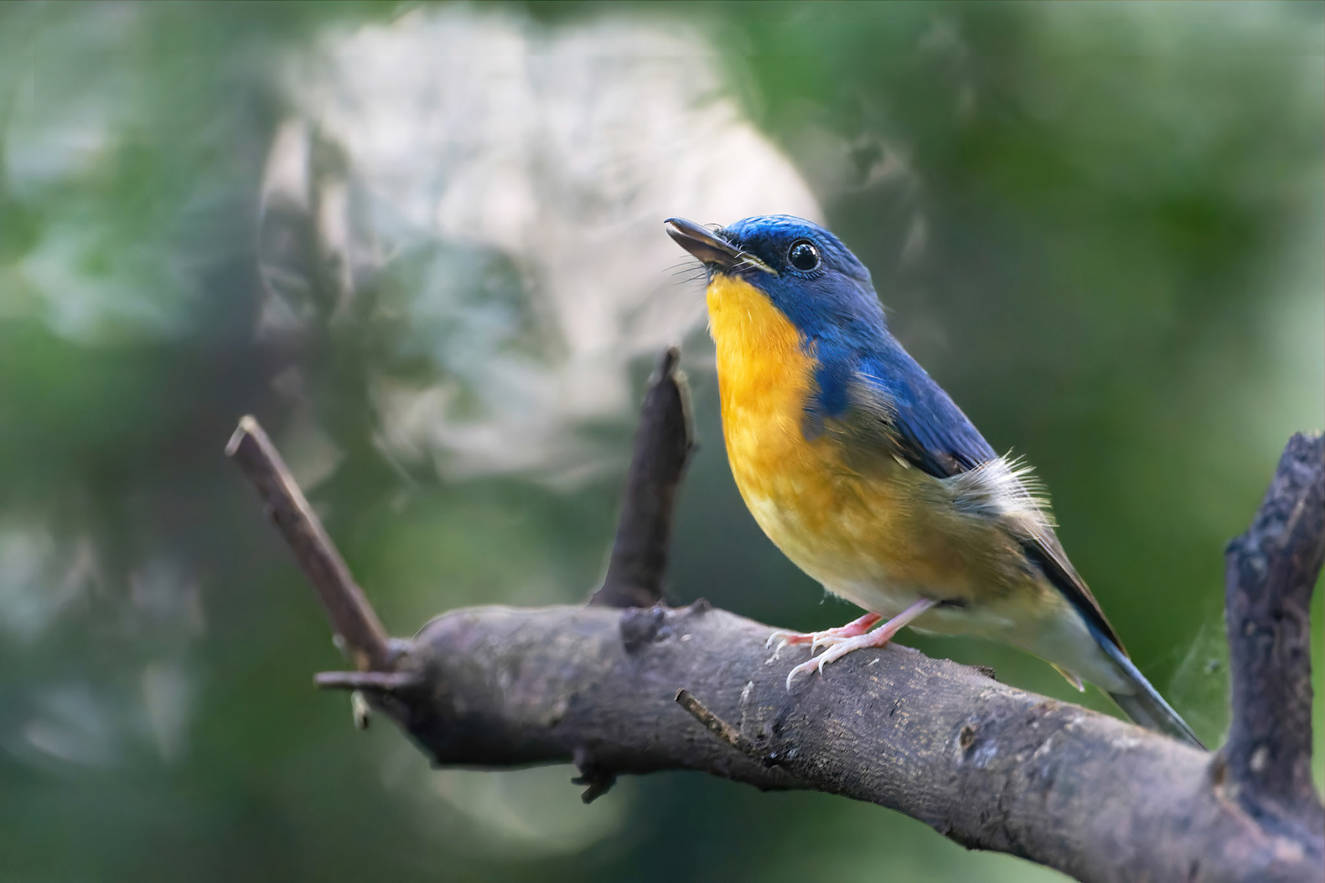 Large blue flycatcher