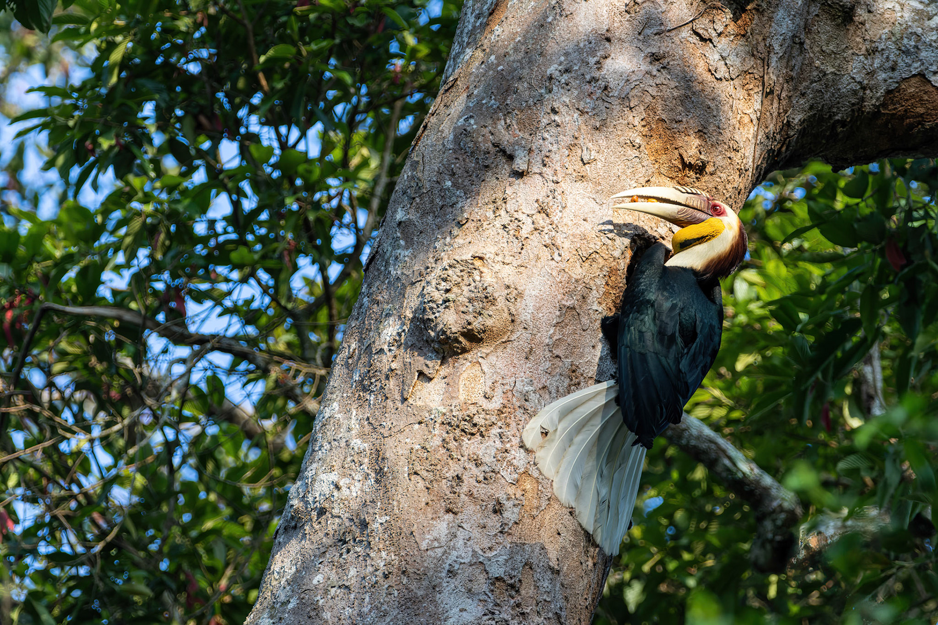 Wreathed hornbill