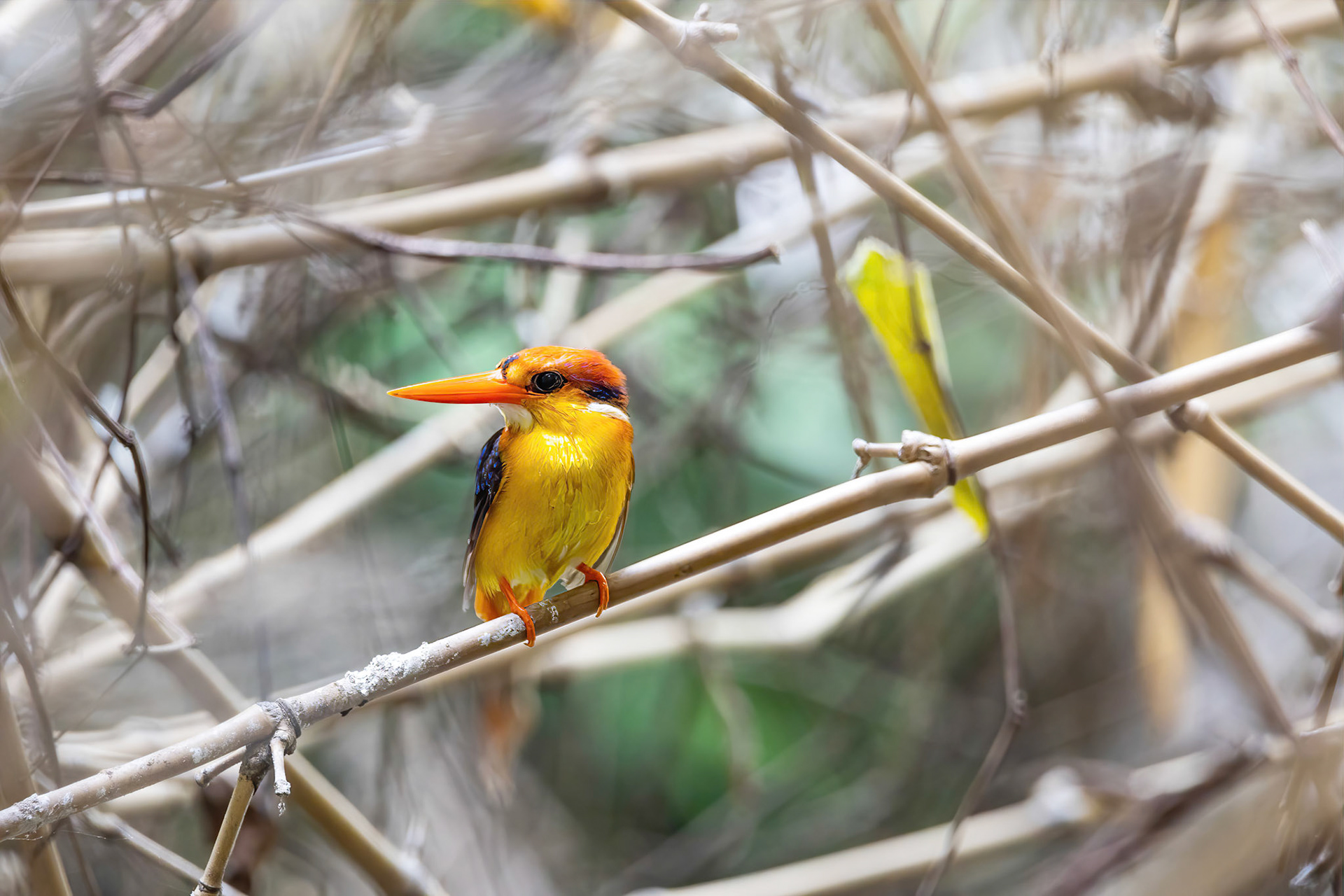 Oriental dwarf kingfisher