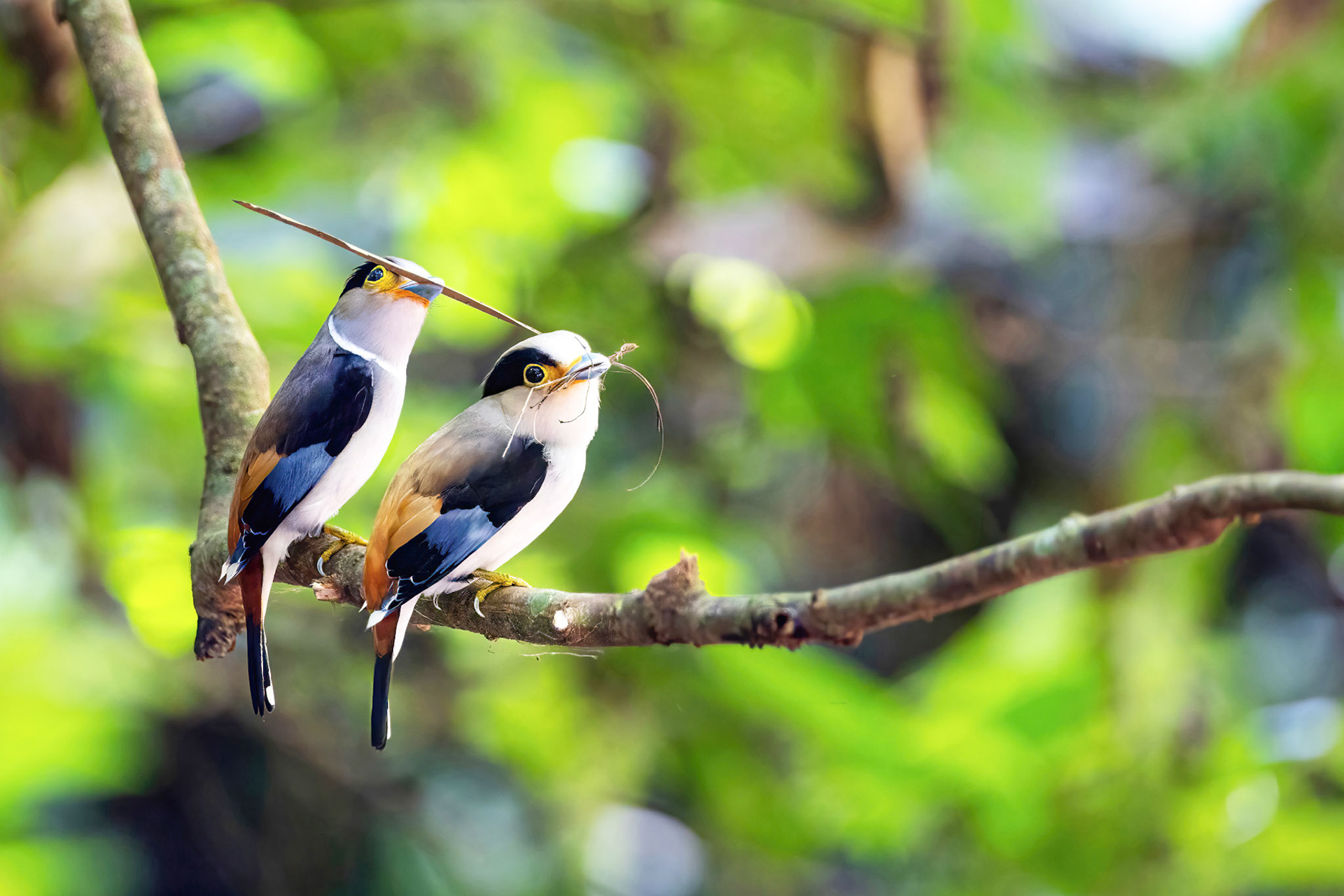 Silver-breasted broadbill