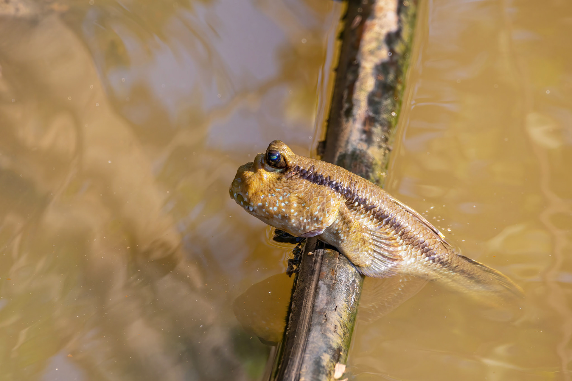 Mudskippers