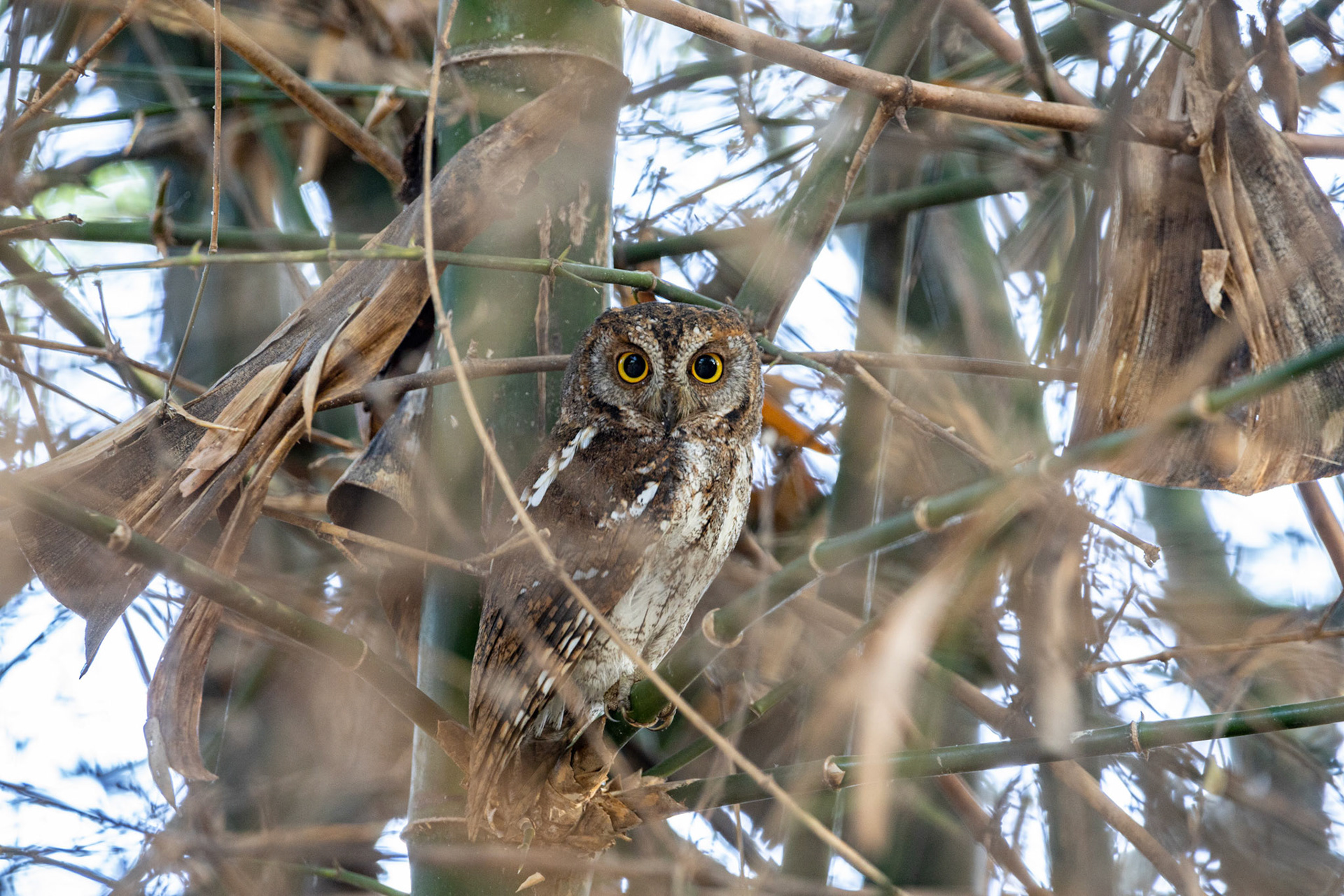 Oriental scops owl