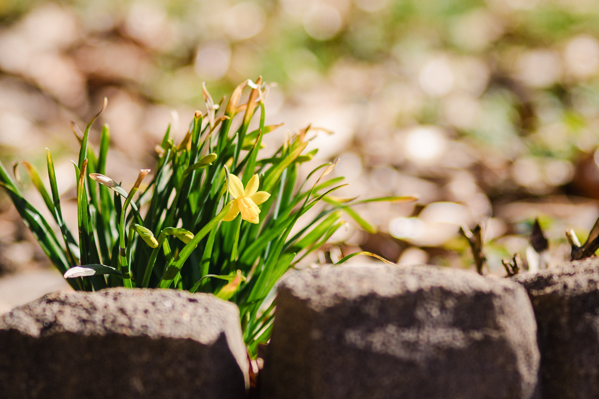 The First Ones ~ ~ Nikon D850