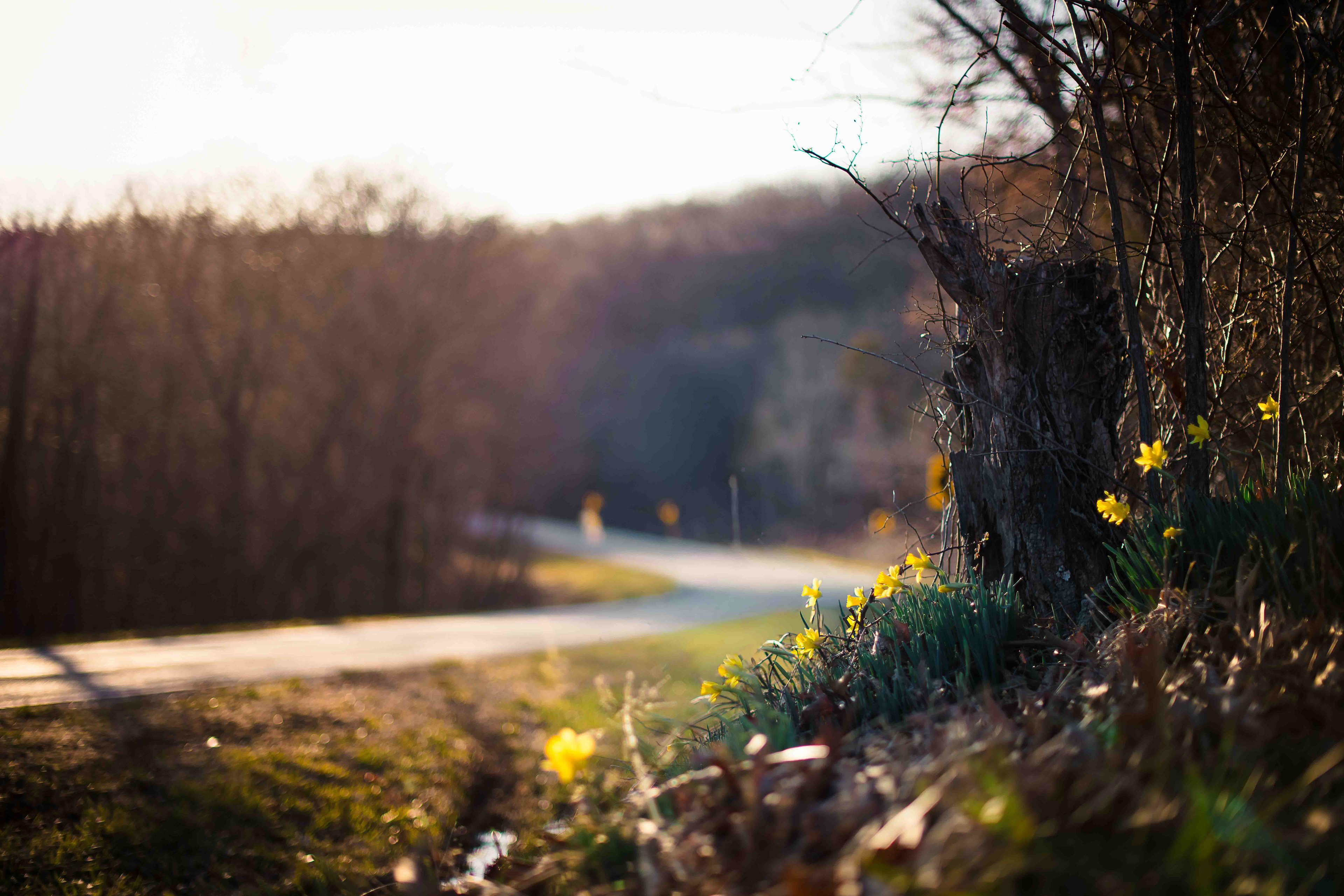 Highway 16, BHC 2026 ~ ~ Nikon D850