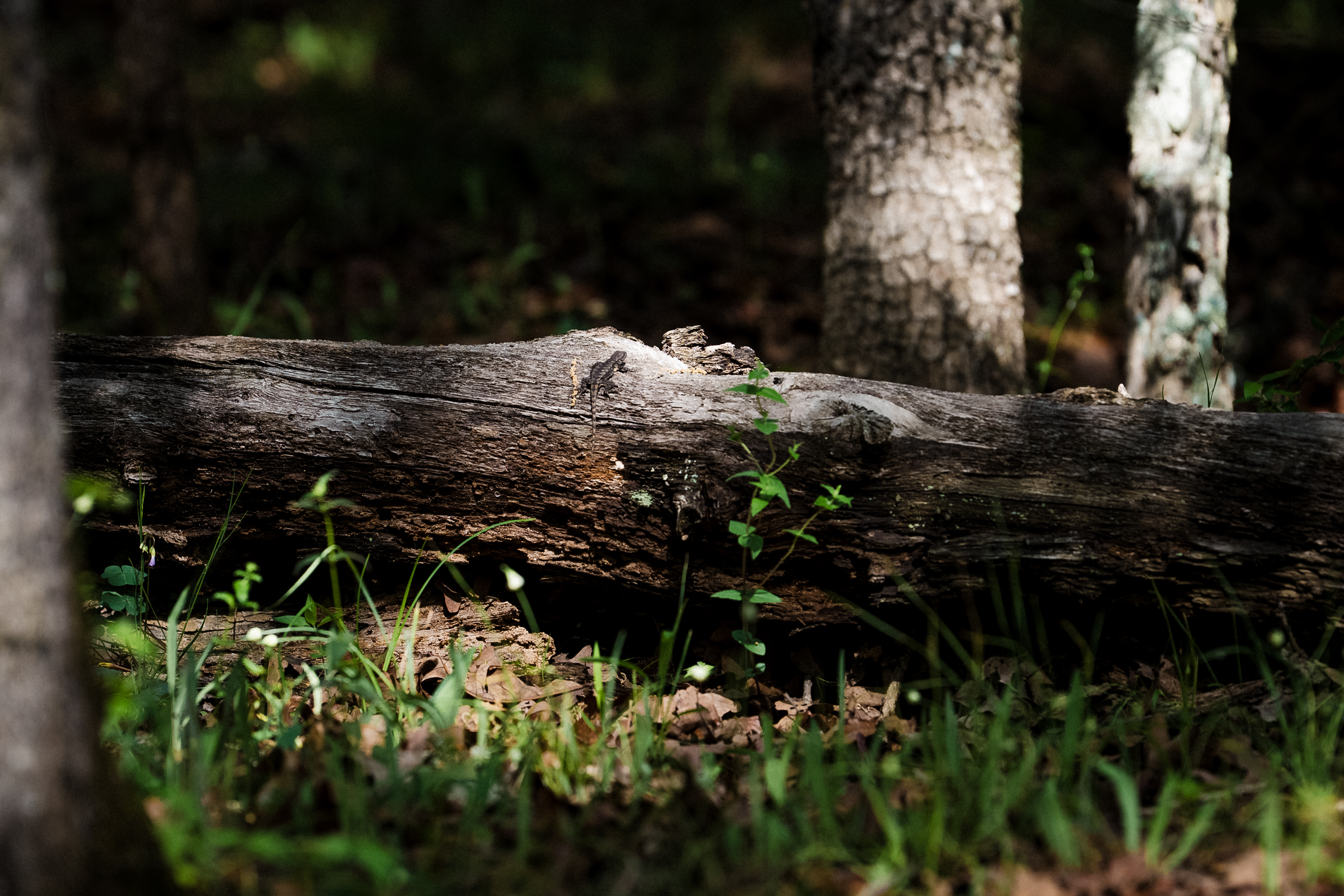 Lizard