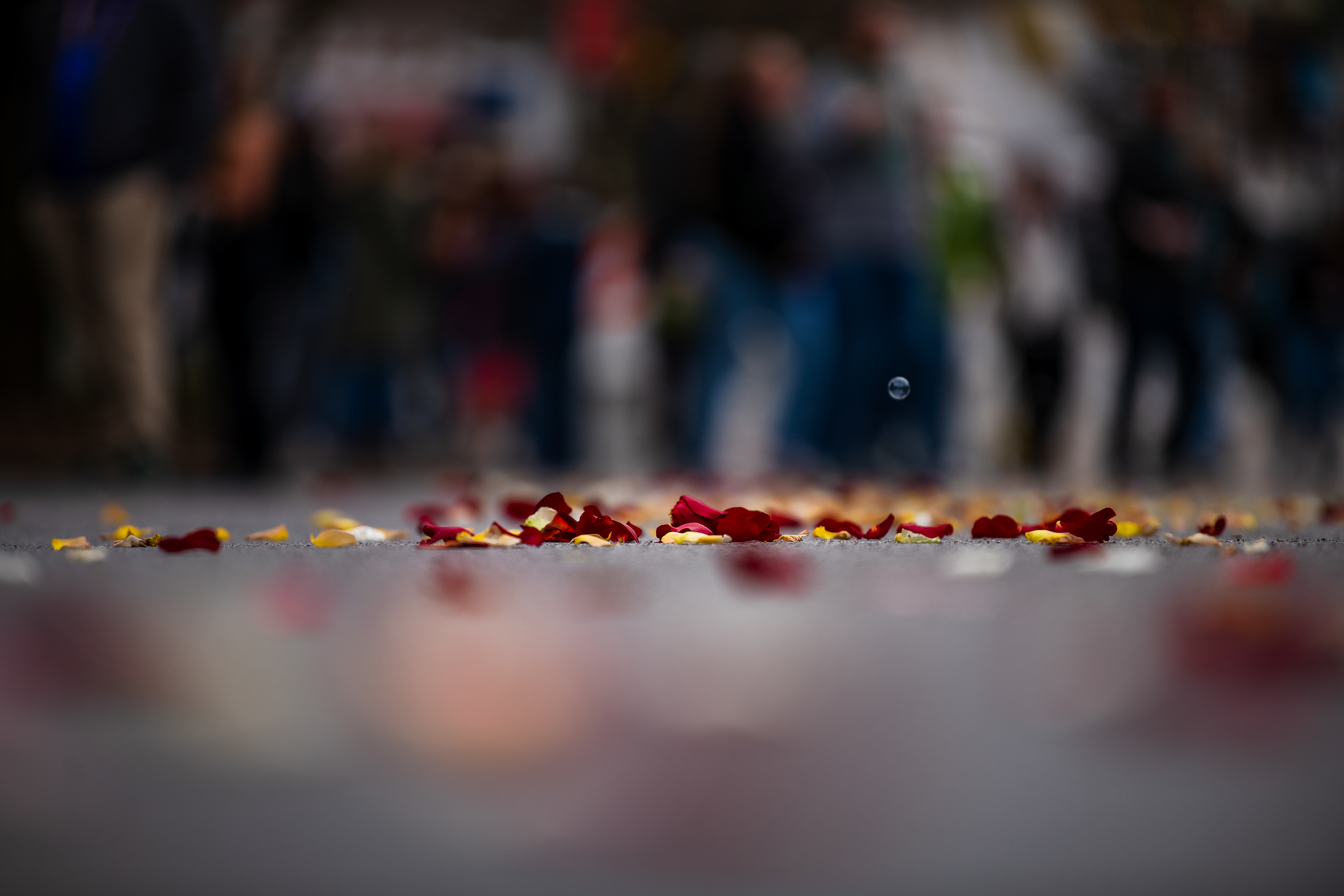 Mardi Gras, 2026 ~ ~ Nikon d850