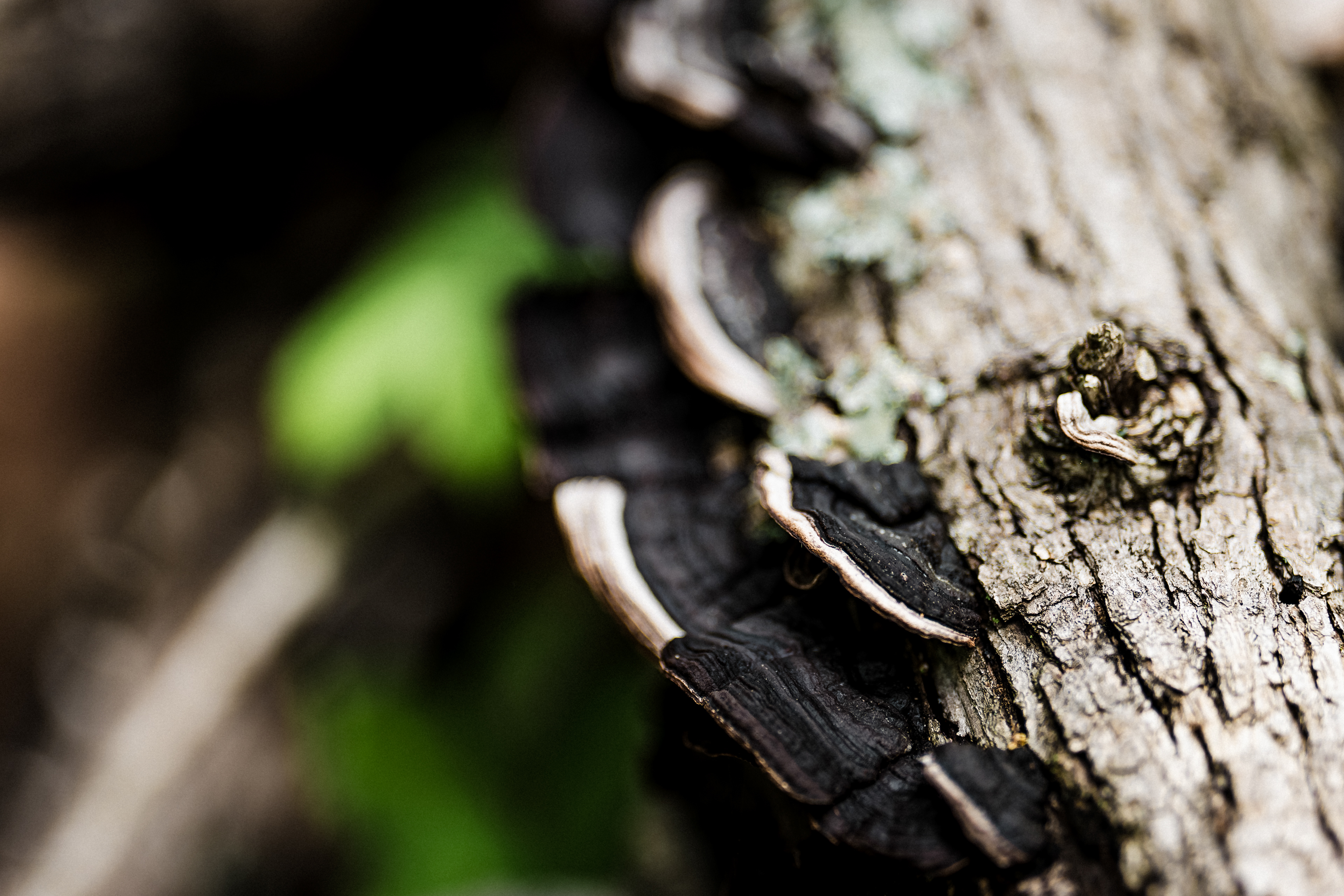 Lichen