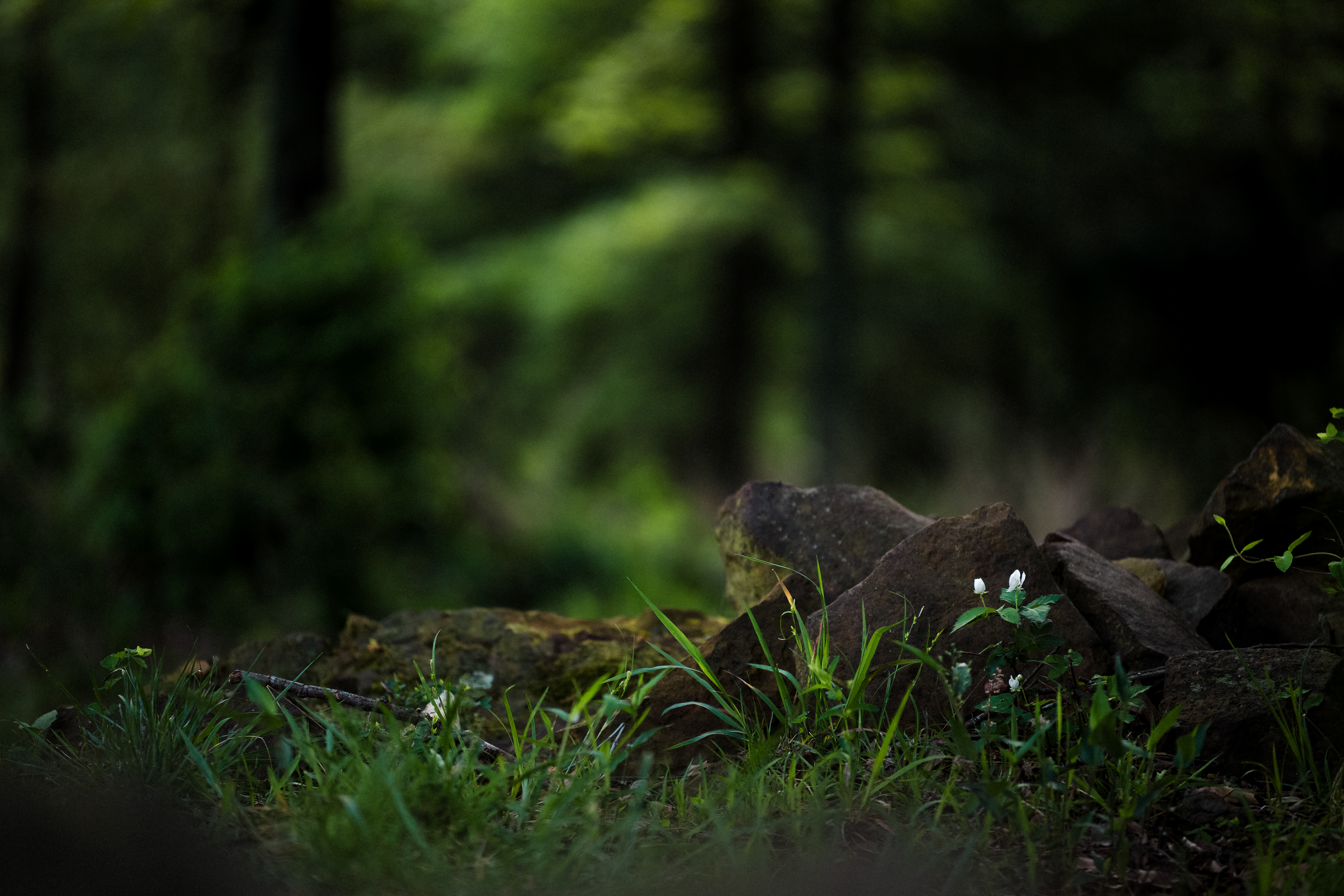 Wildflower