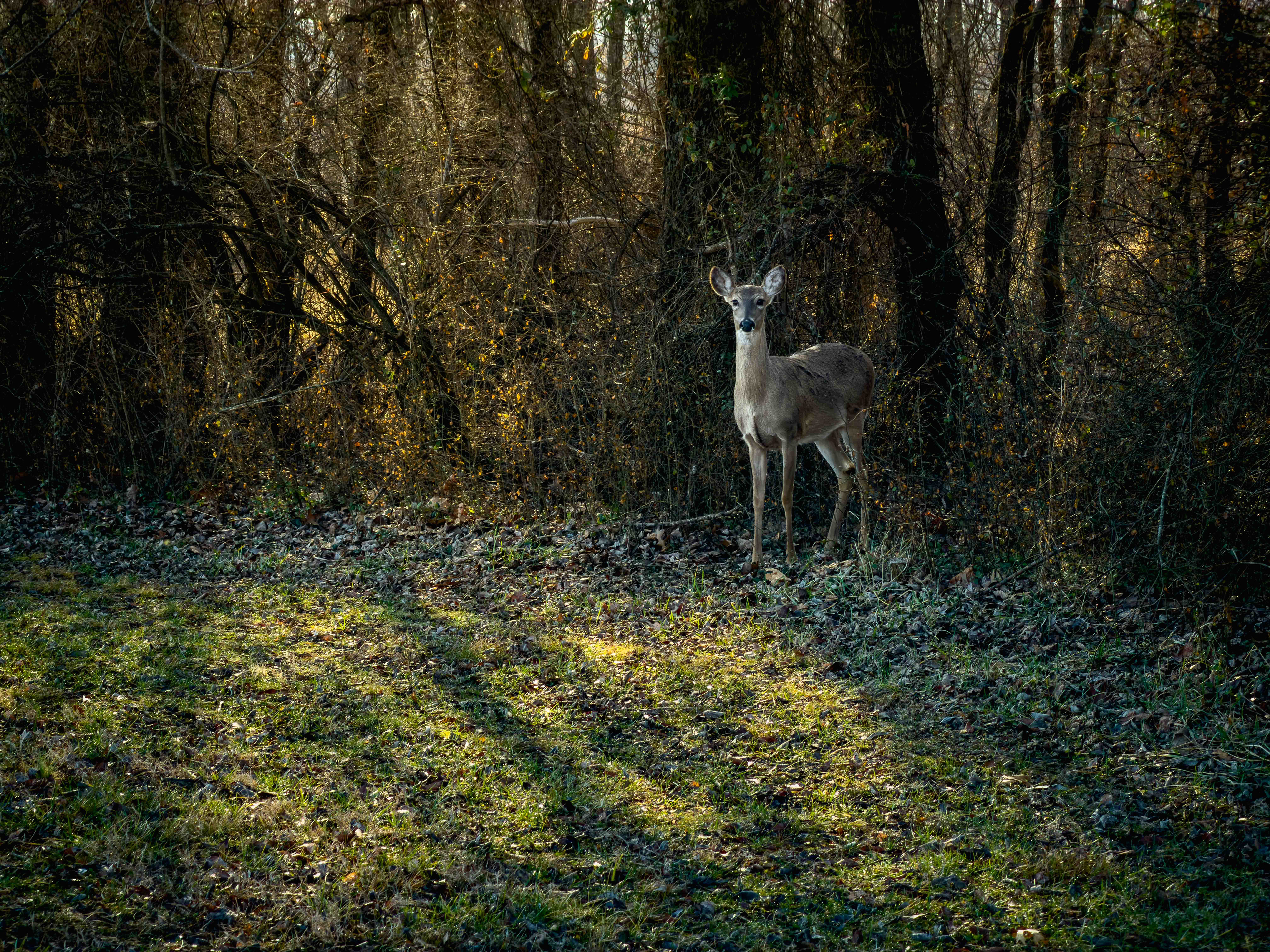 Morning Observer ~ ~ iPhone