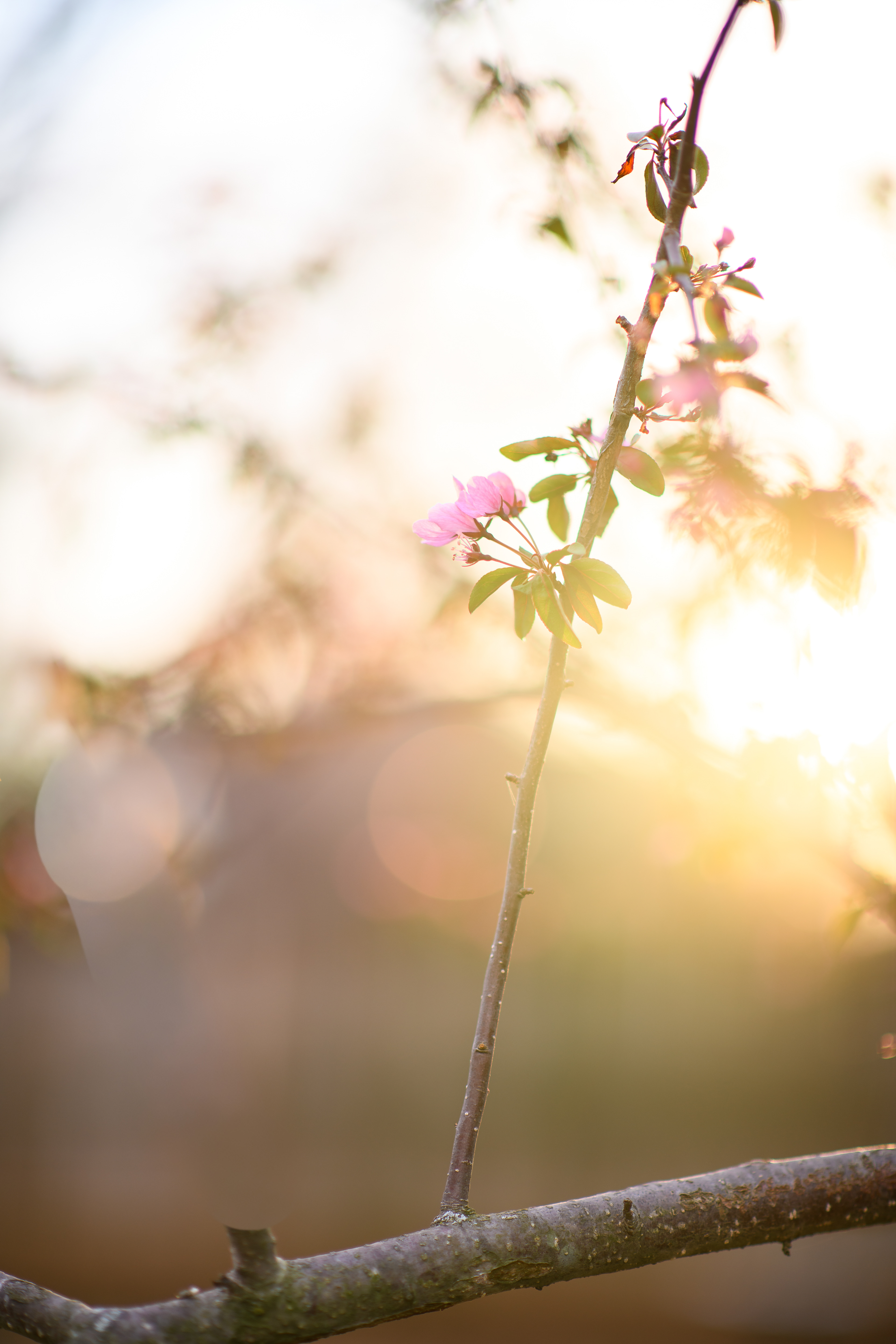 First Blossoms ~ ~ Nikon D850