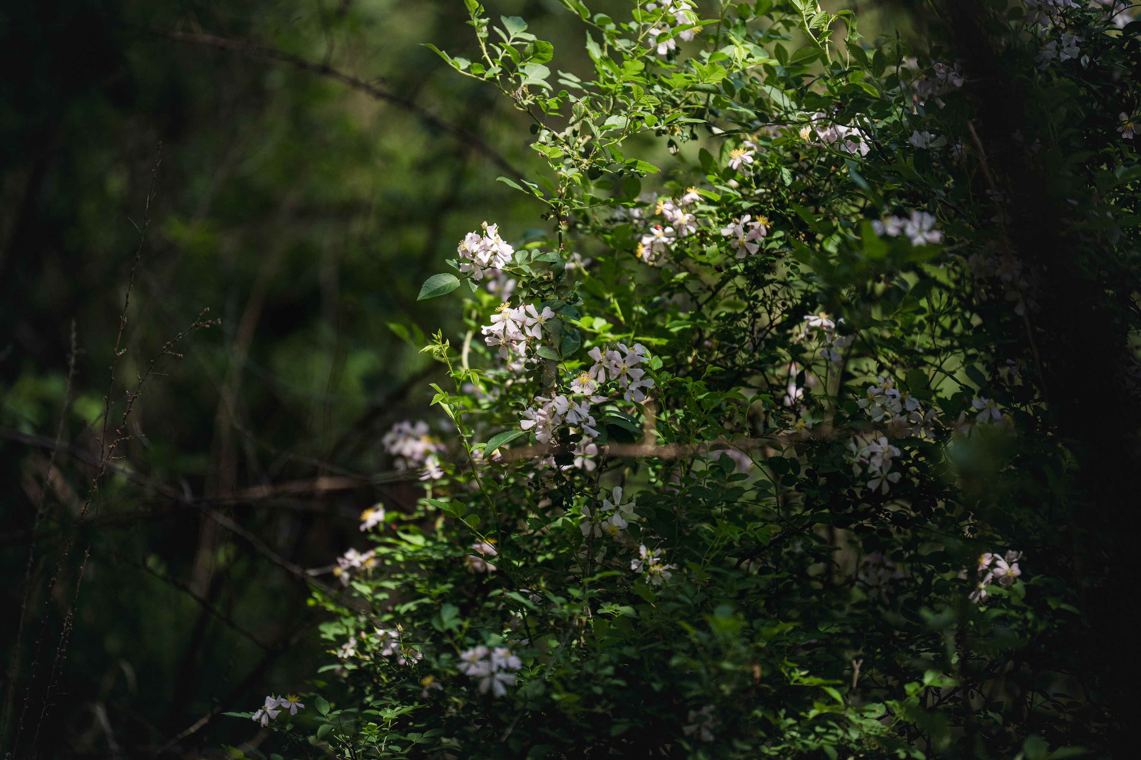 Wild Roses