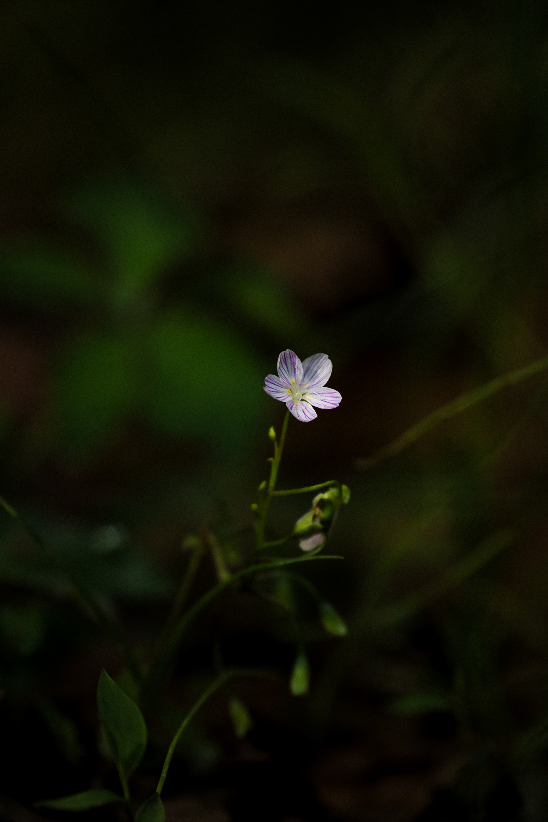 Wildflower II