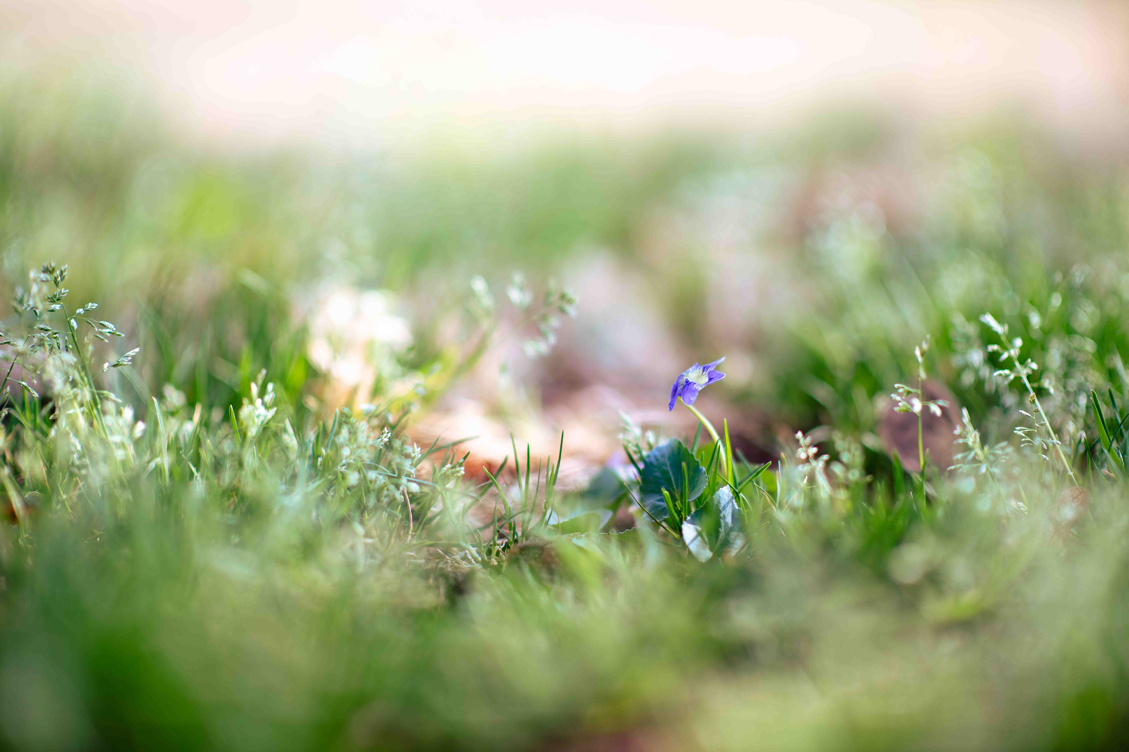 Little Discovery ~ ~ Nikon D850