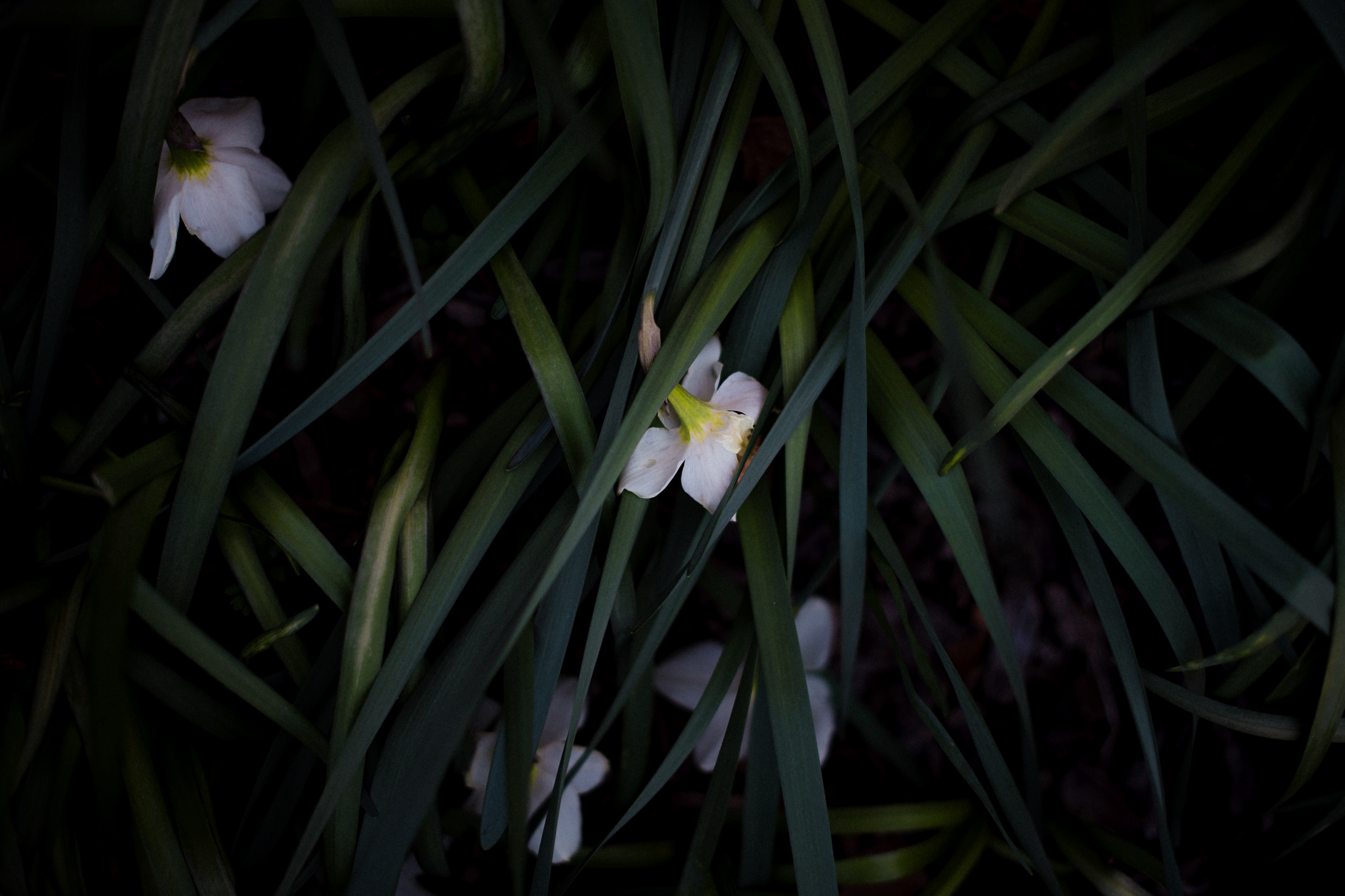 After The Freeze ~ ~ Nikon D850