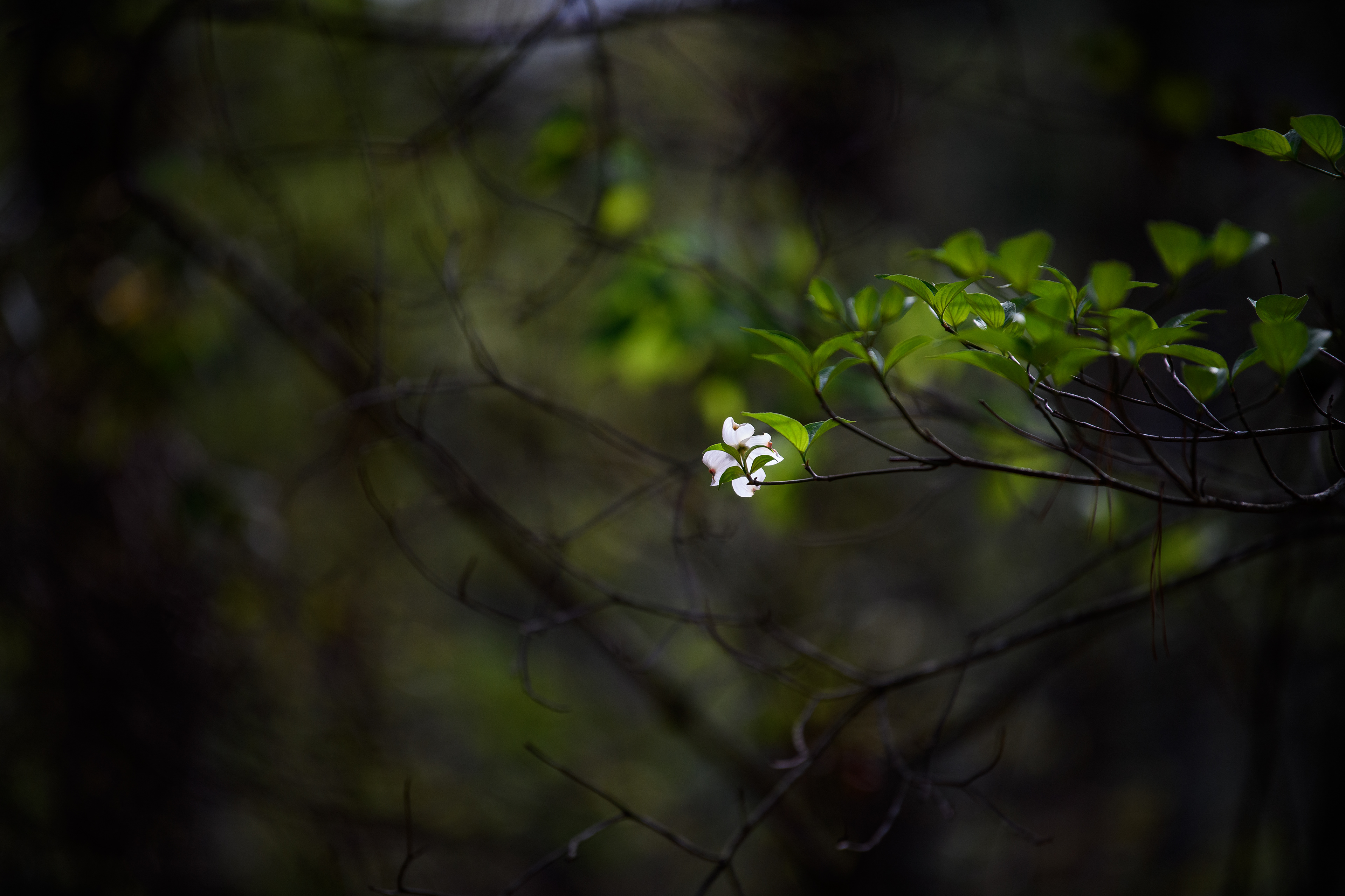 Along Zig Zag Bike Trail ~ ~ Nikon D850