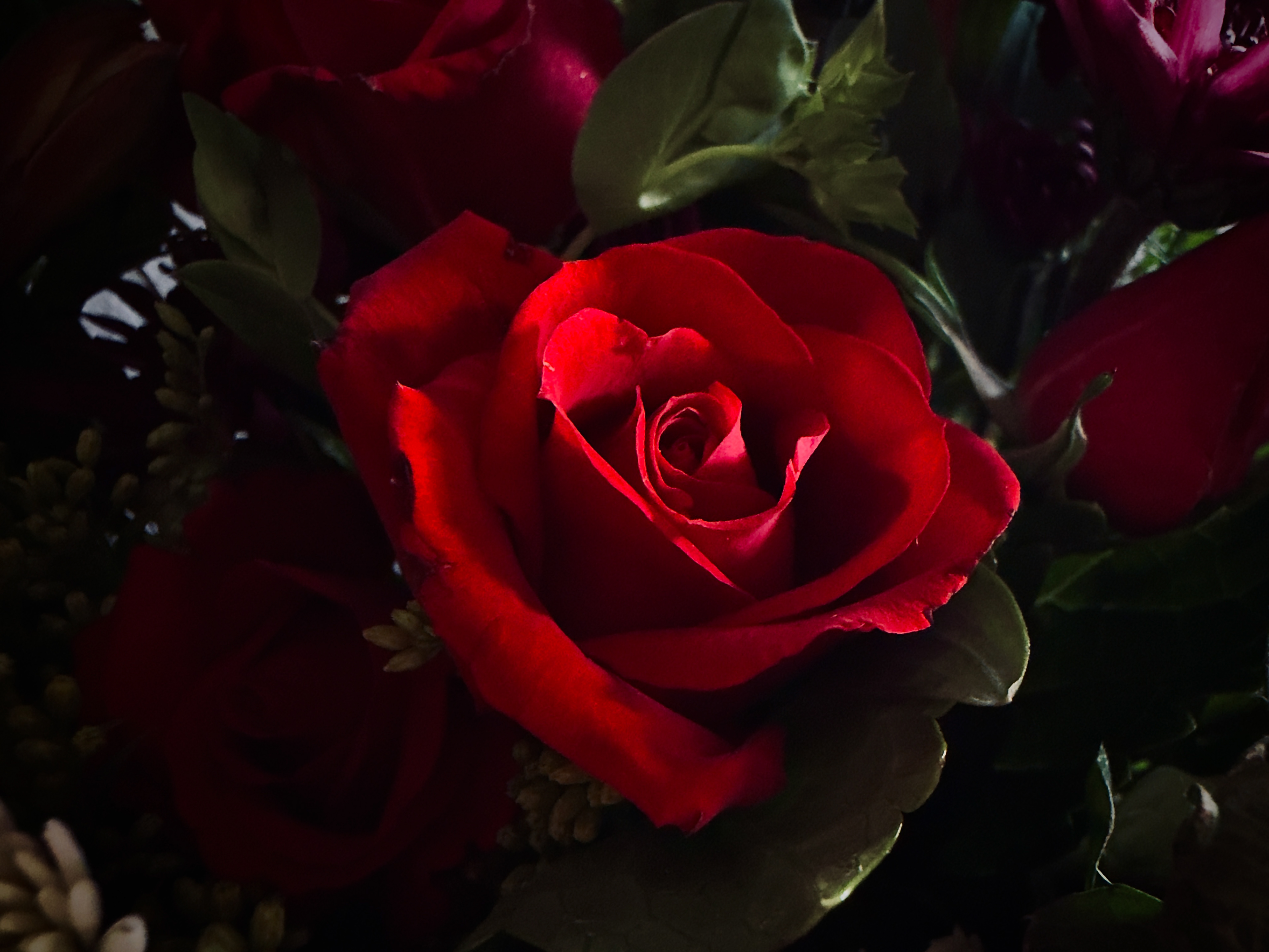 Get well flowers - - iPhone 