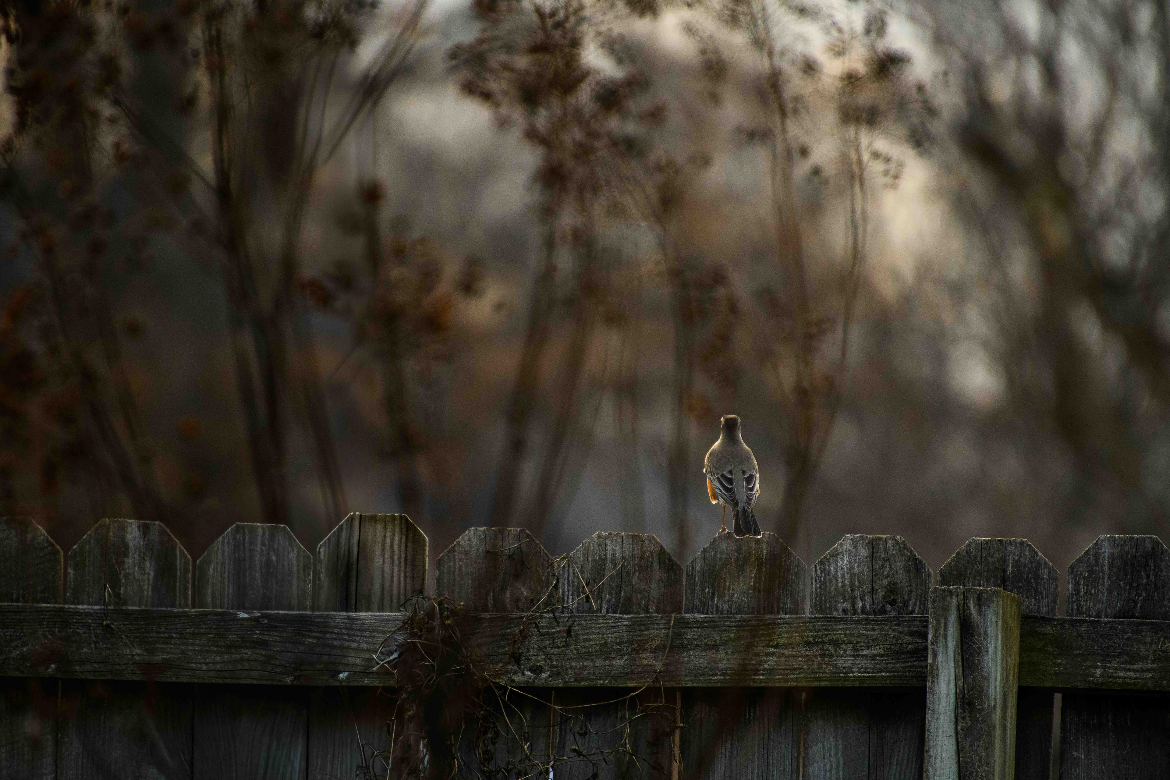 Robin At Sunset ~ ~ Nikon D850