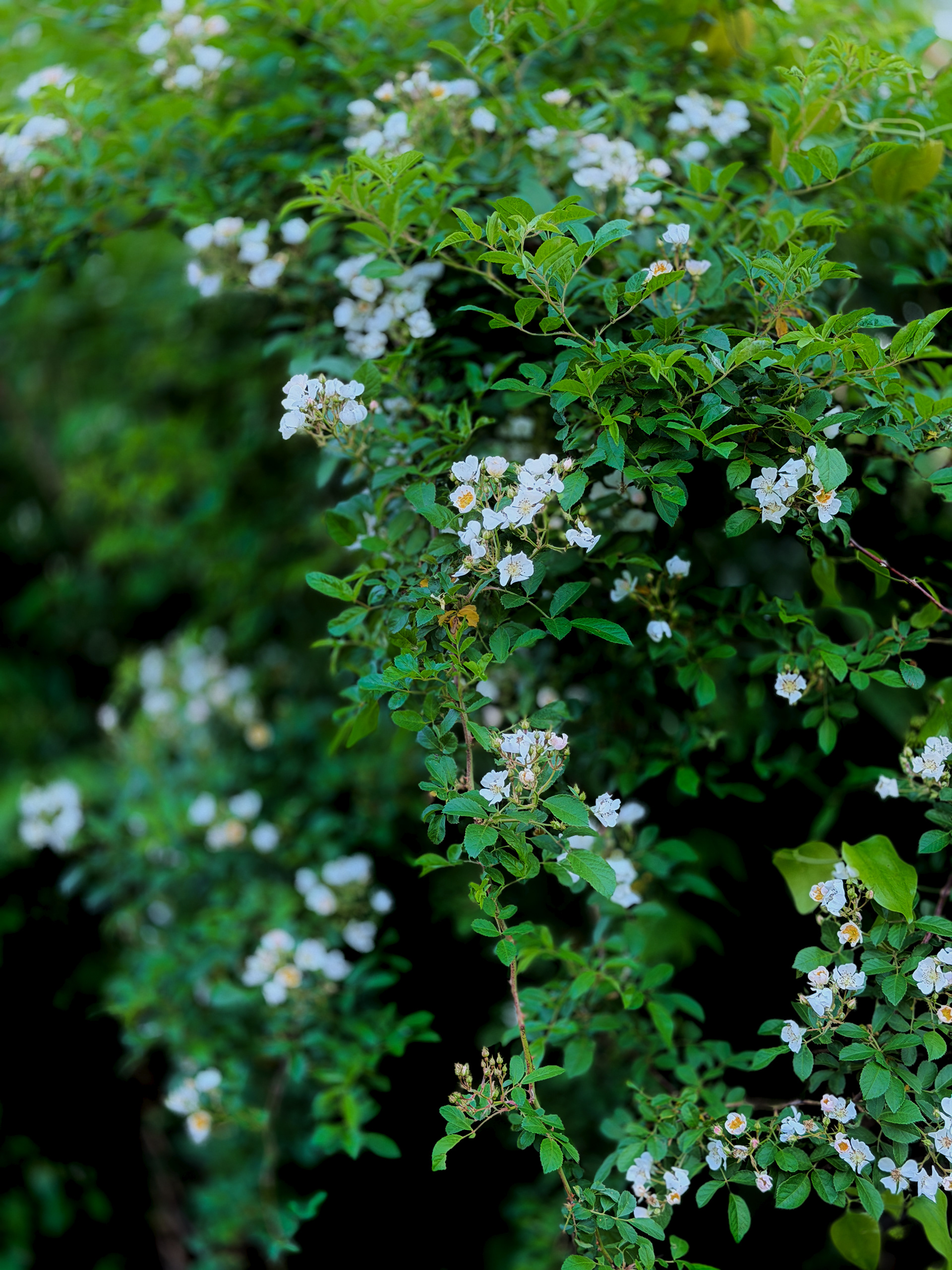 Another photo of this year's wild roses along Langley's Trail.