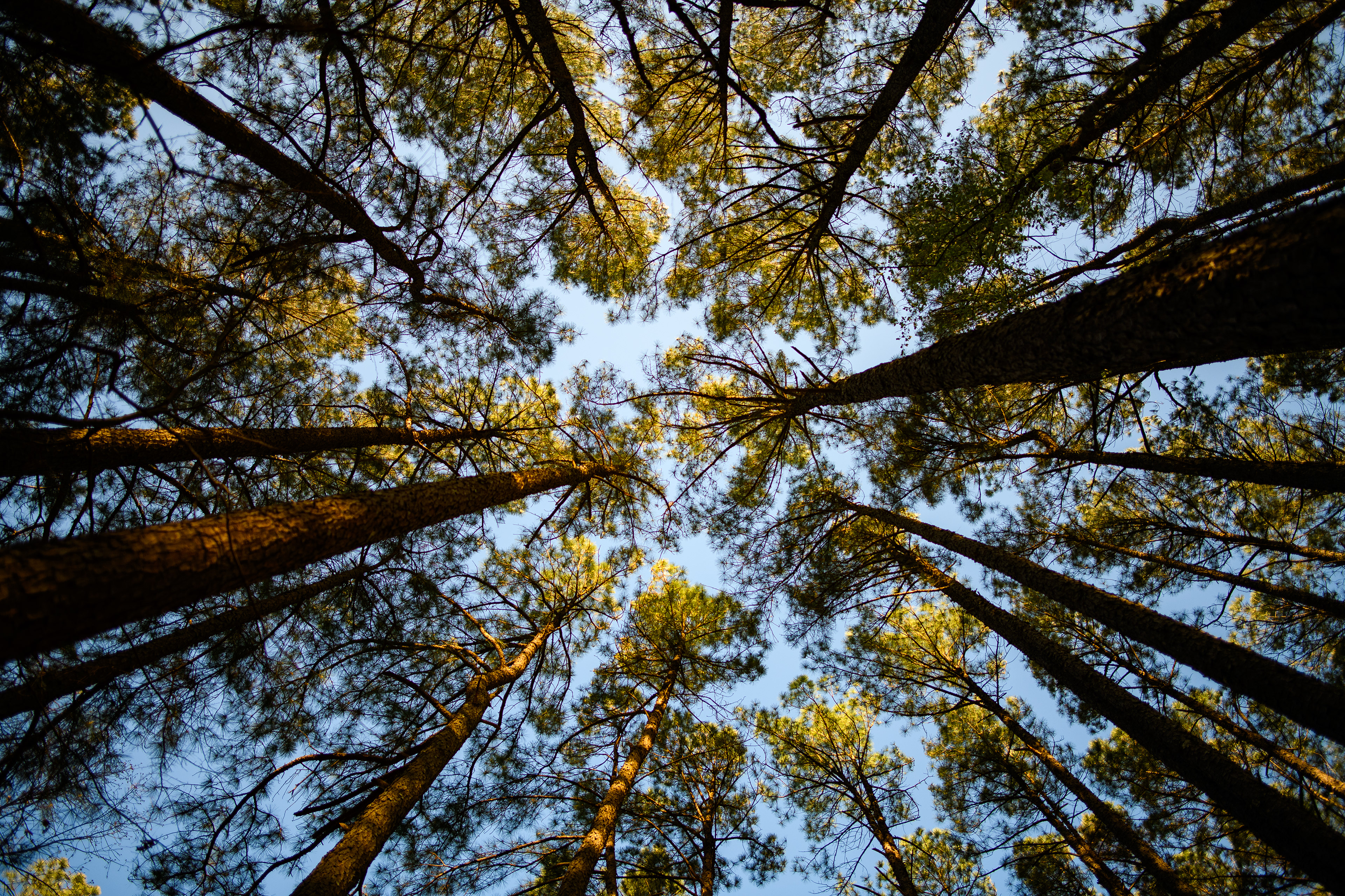 Wildcat Marathon, Cedar Glades, AR. ~ ~ Nikon D850