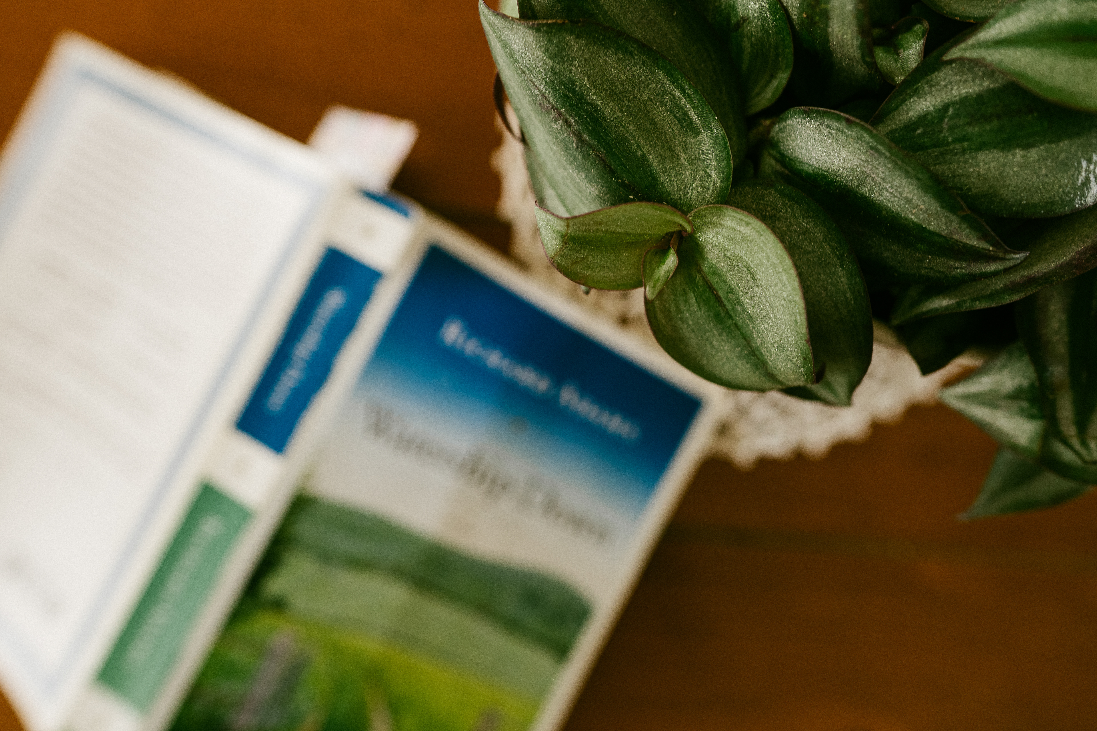 New houseplant ~ ~ Nikon z6iii