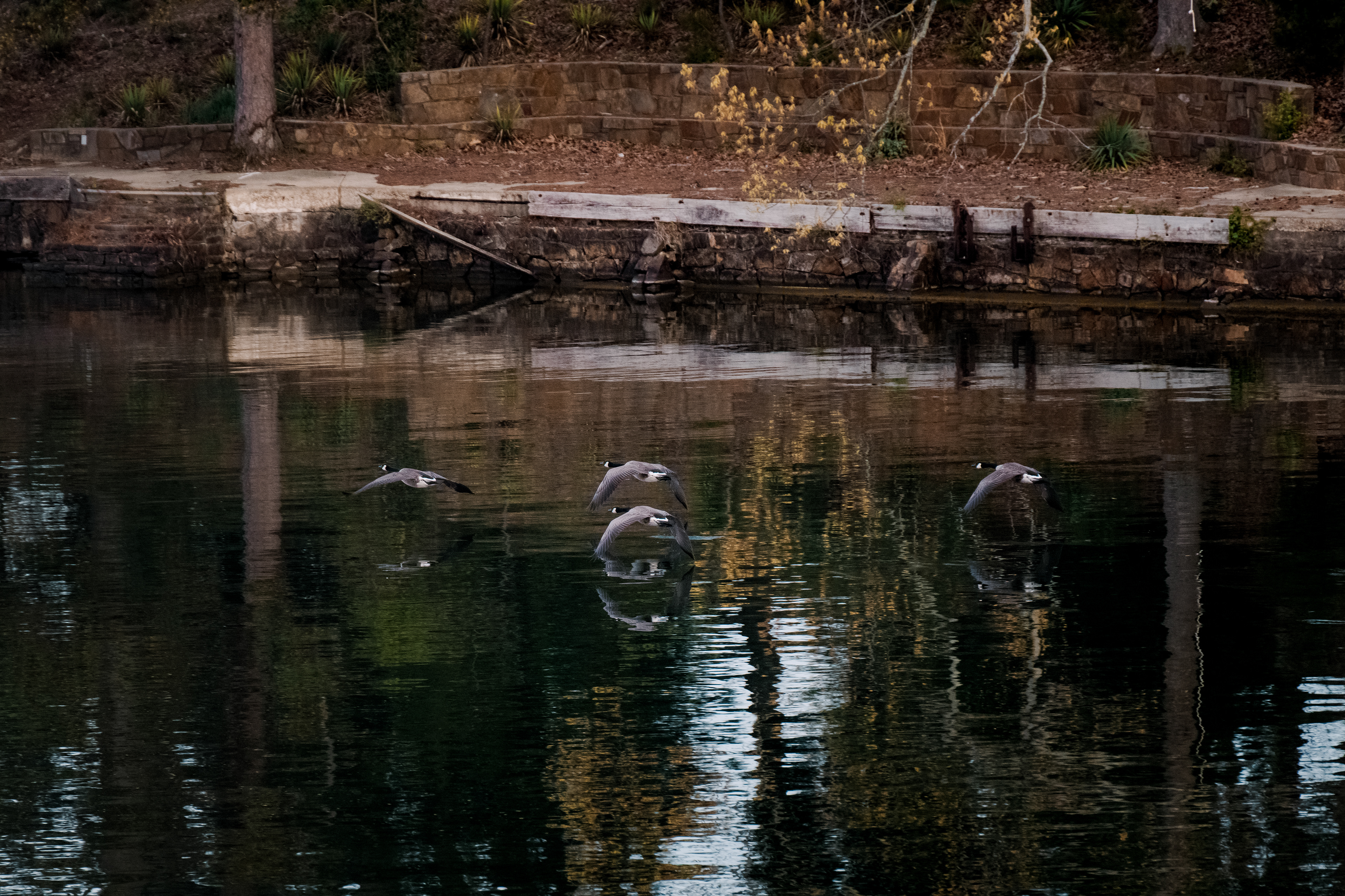 Morning flight ~ ~ Nikon D850