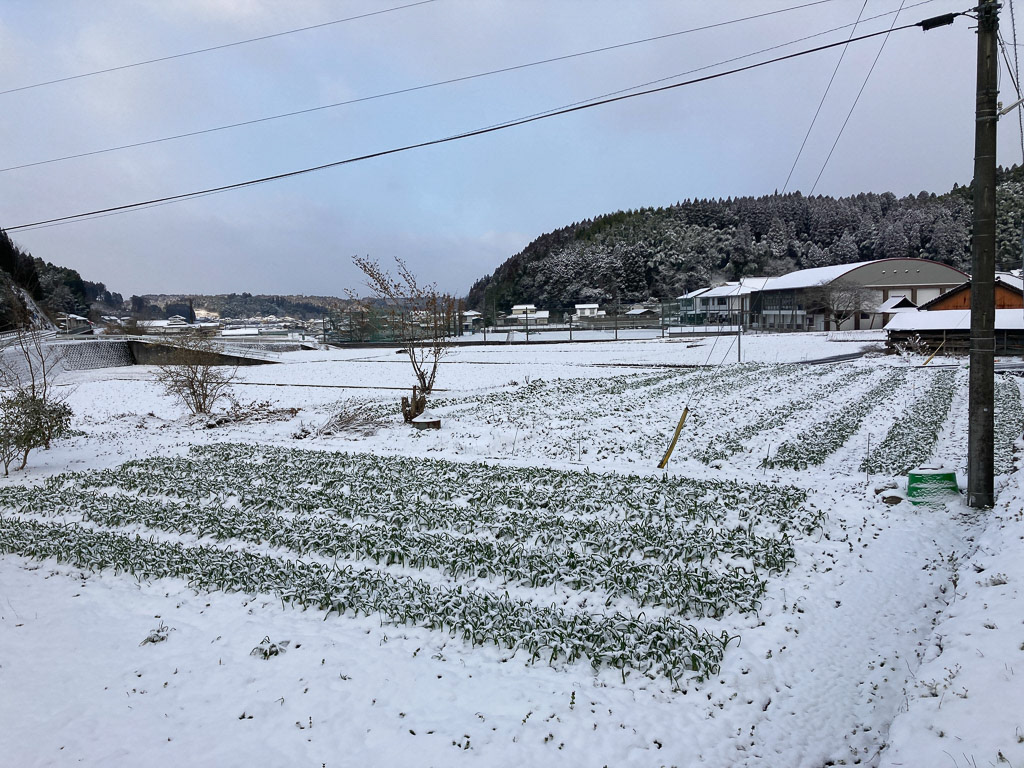 雪が積もりました
