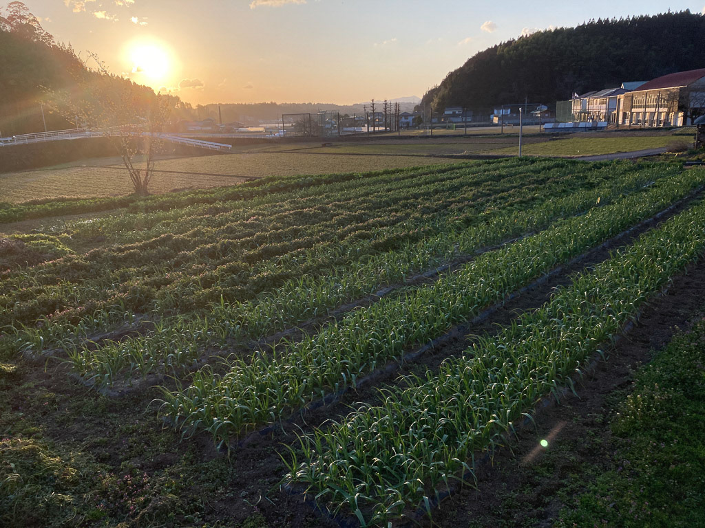 草むしり途中で夕暮れ