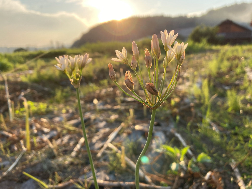 ニラの花