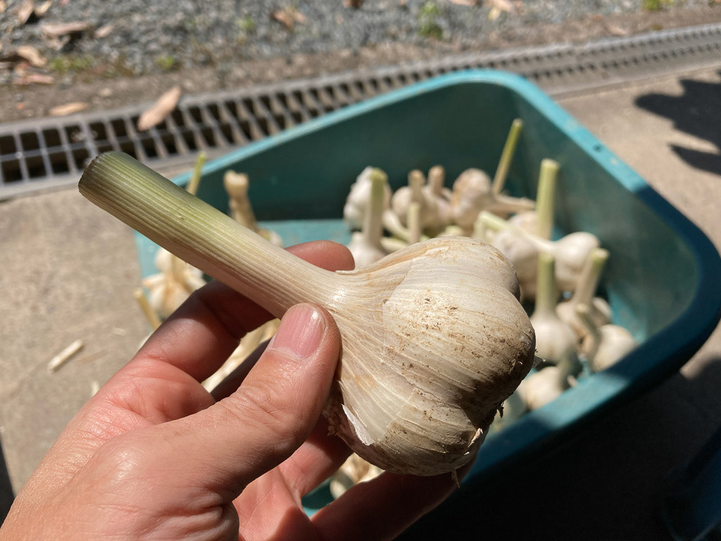 茎を切ります
