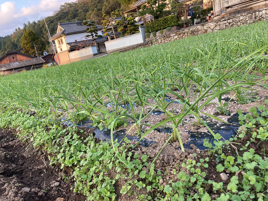雑草とともに