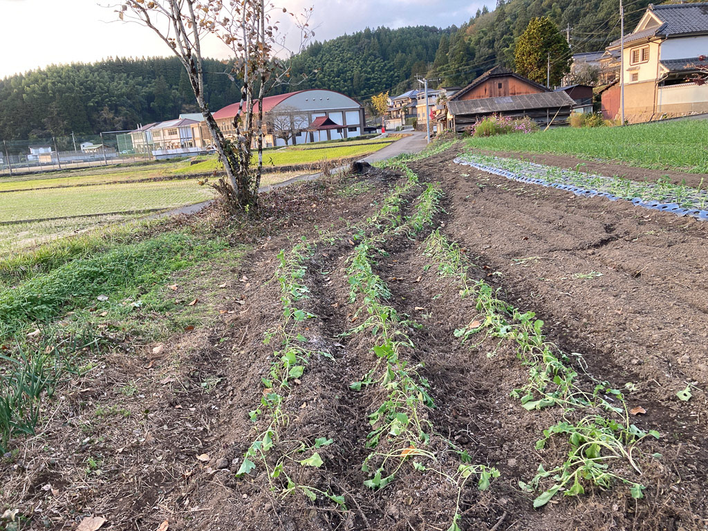 畑を囲むように、菜の花が咲く予定