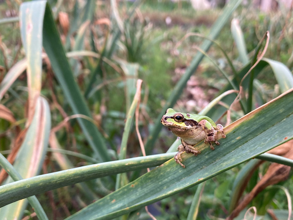 にんにくの葉にアマガエル