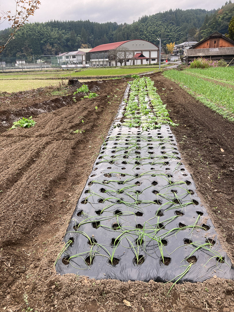 手前が玉ねぎ、奥がのらぼう菜