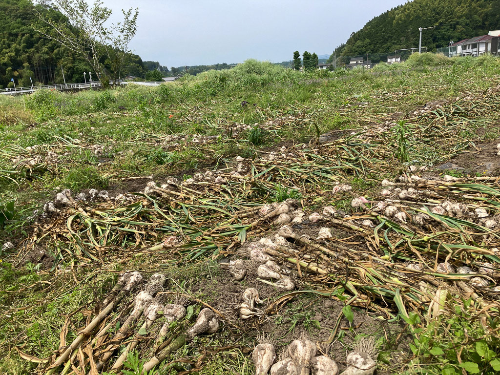 収穫後、畑で天日干し